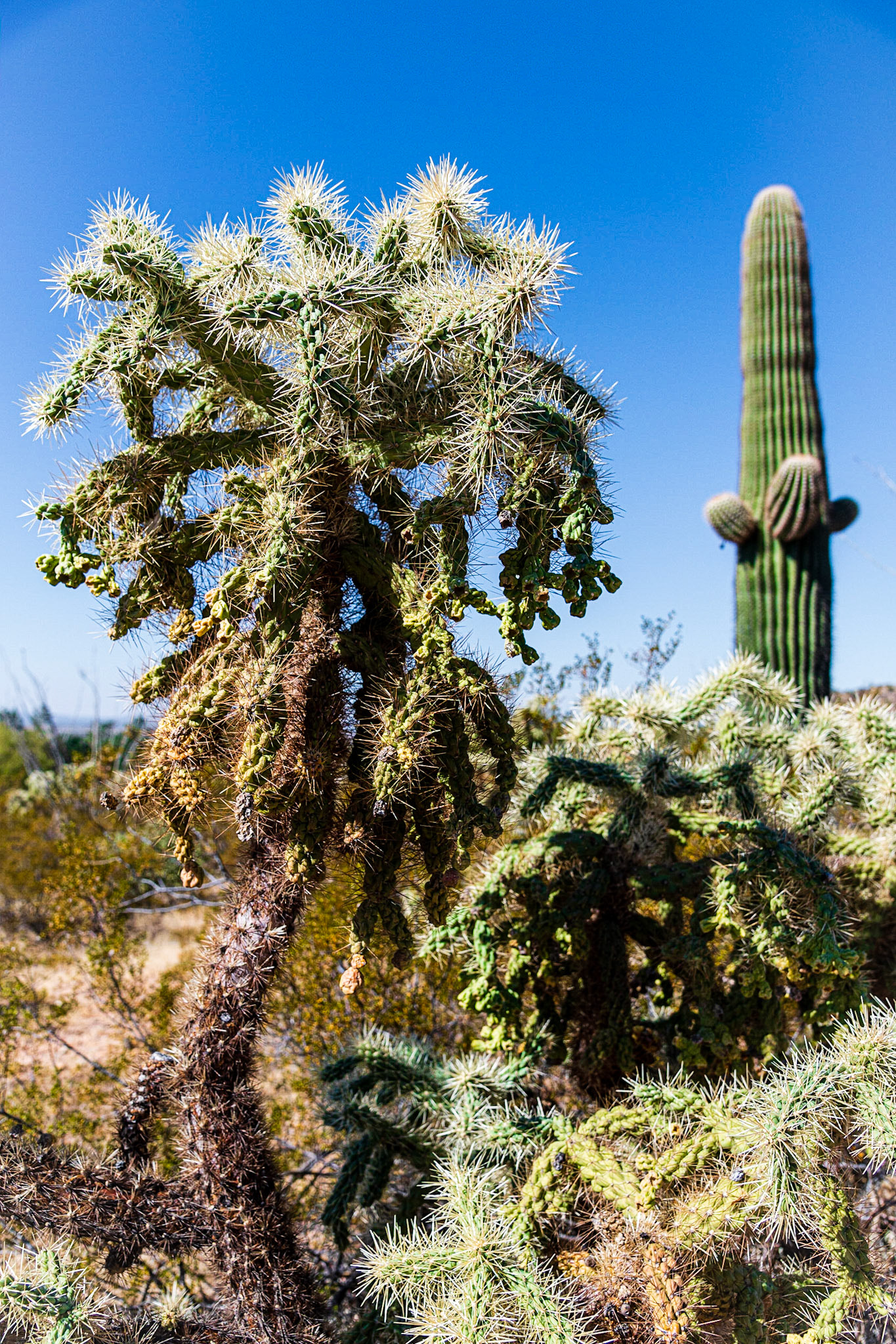 Near Red Hills Visitor Center