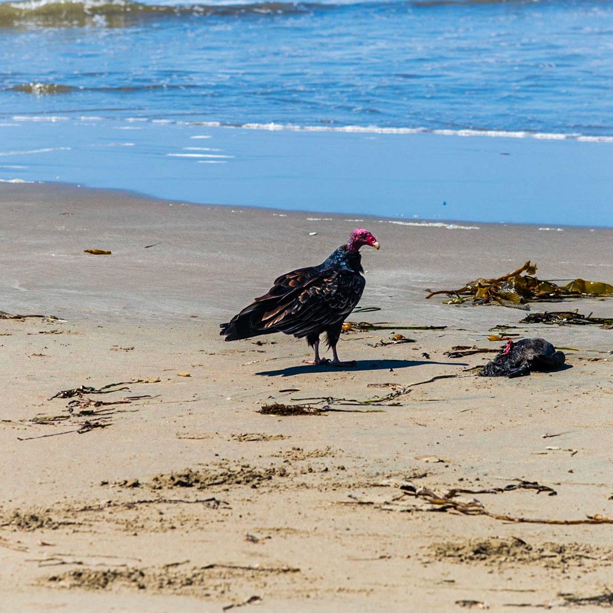 Local Wildlife at Morro Strand State Beach