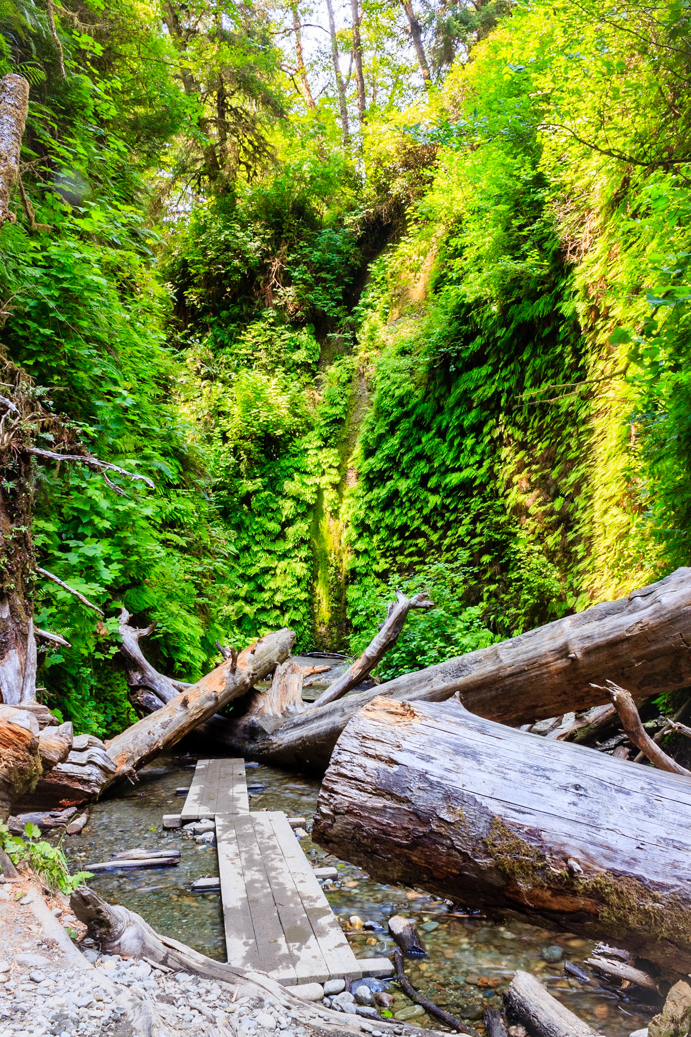 Fern Canyon