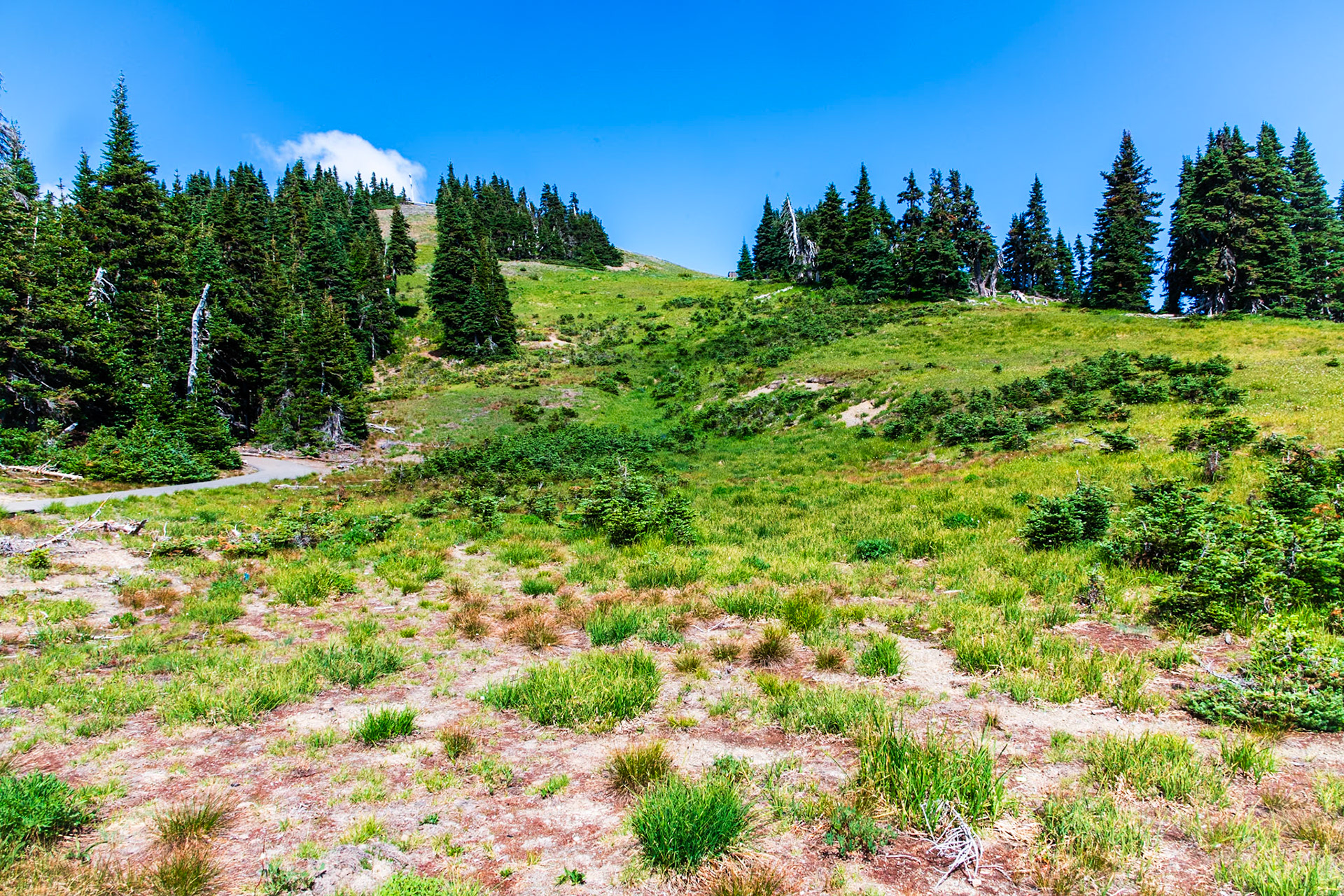 Alpine Meadow on Hurricane Ridge