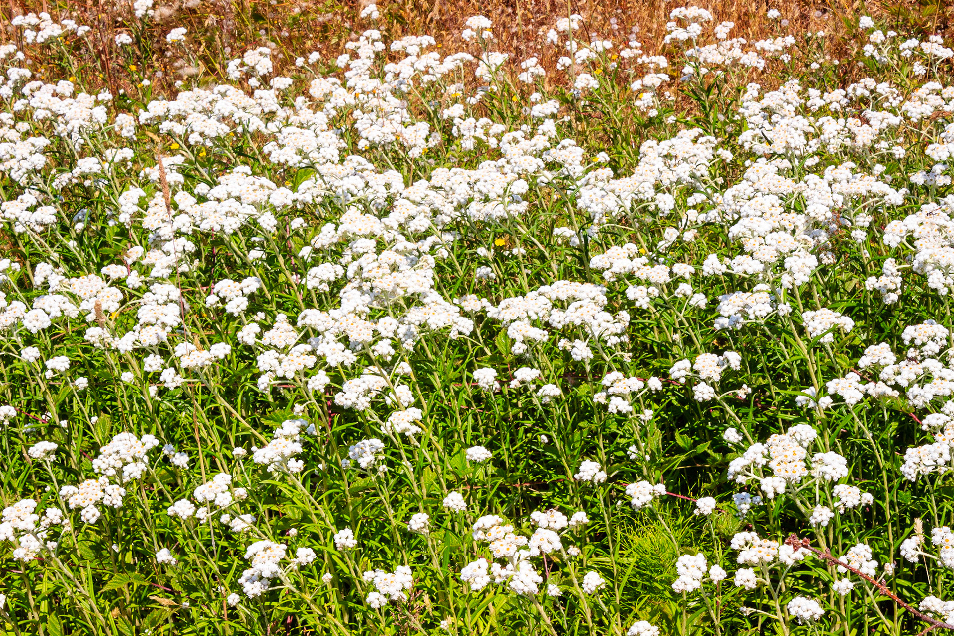 Dolason Prarie Trail