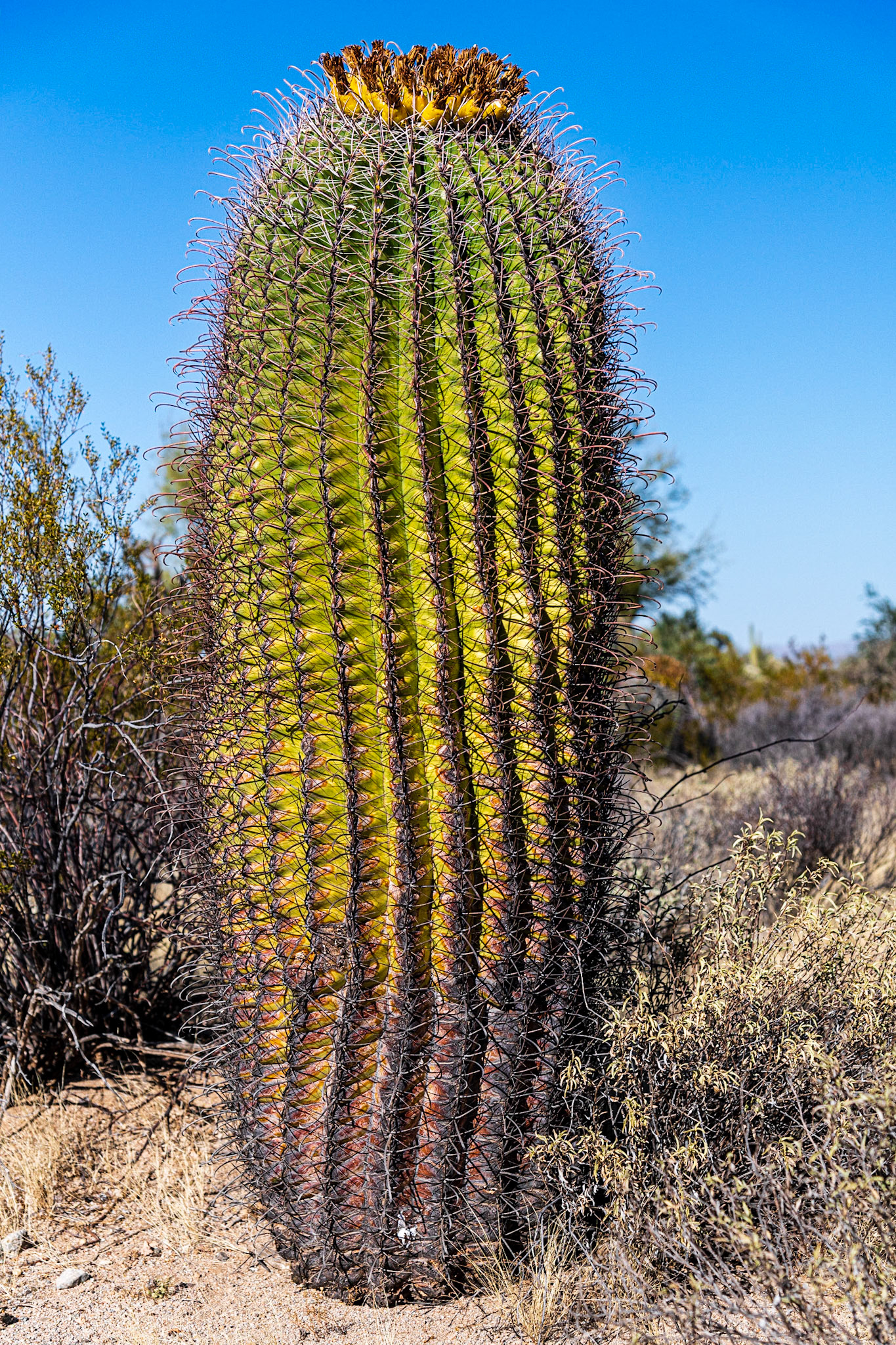 Along Cactus Wren Trail