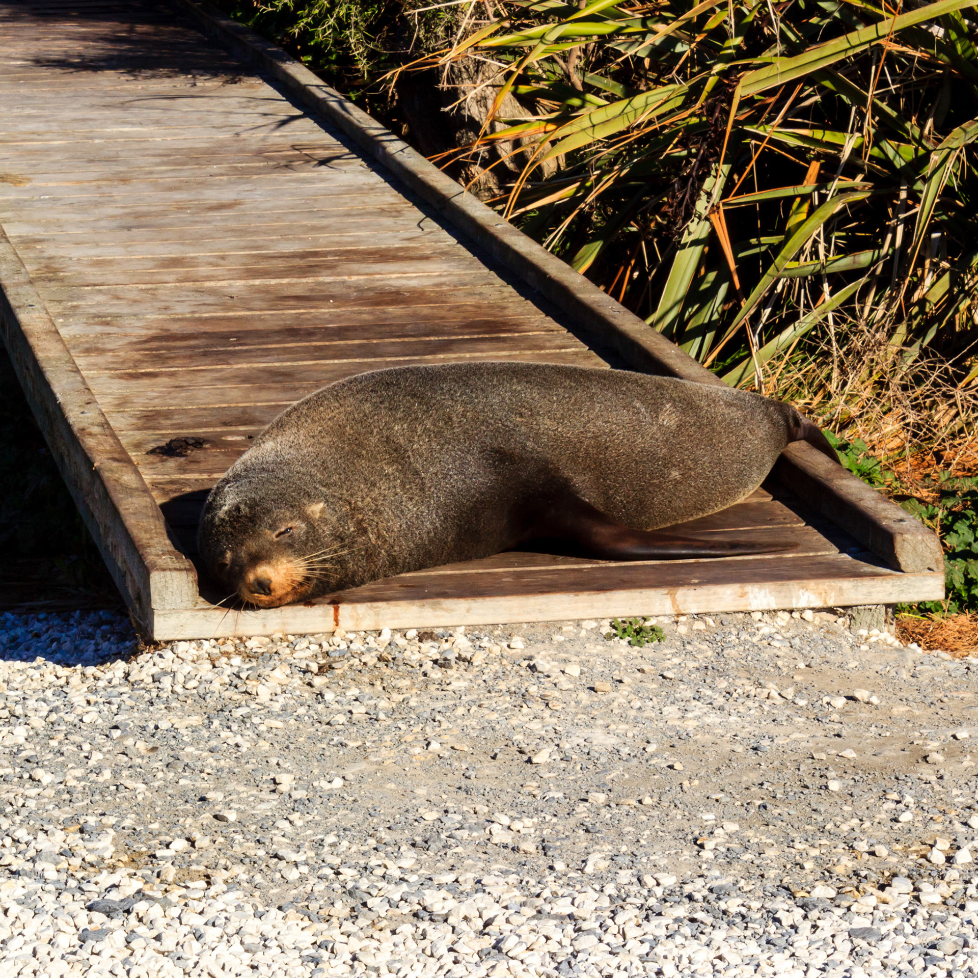 Lazy seals.