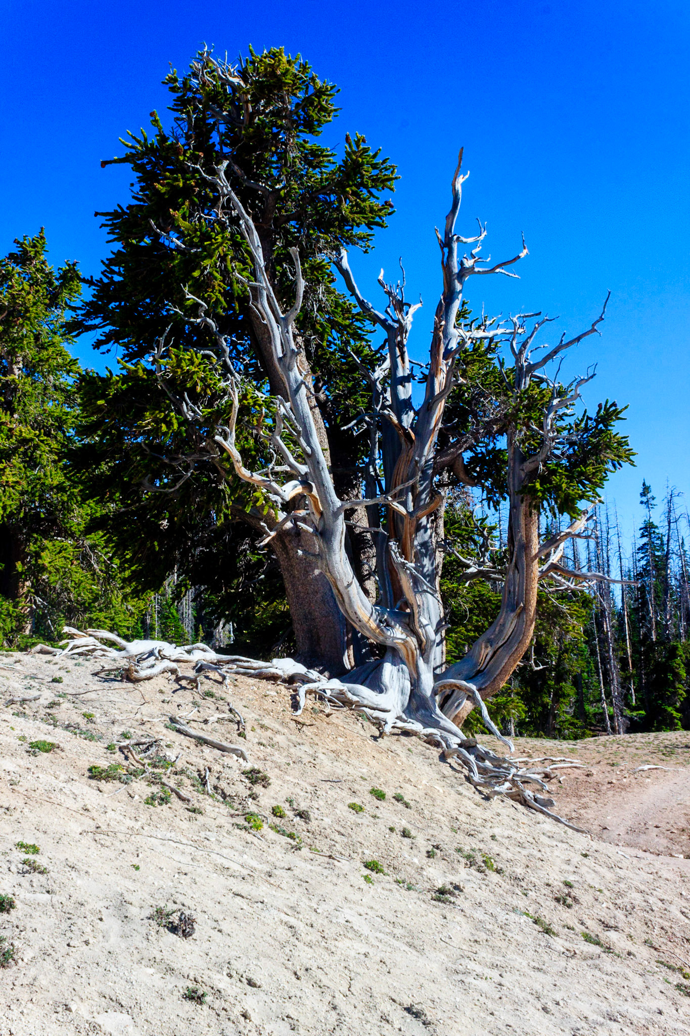Bristlecone Pine