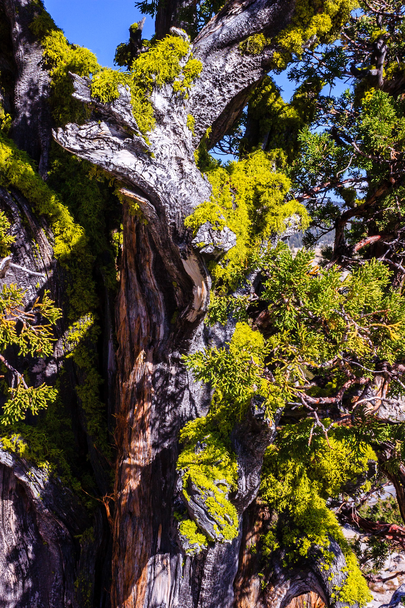 Olmsted Point