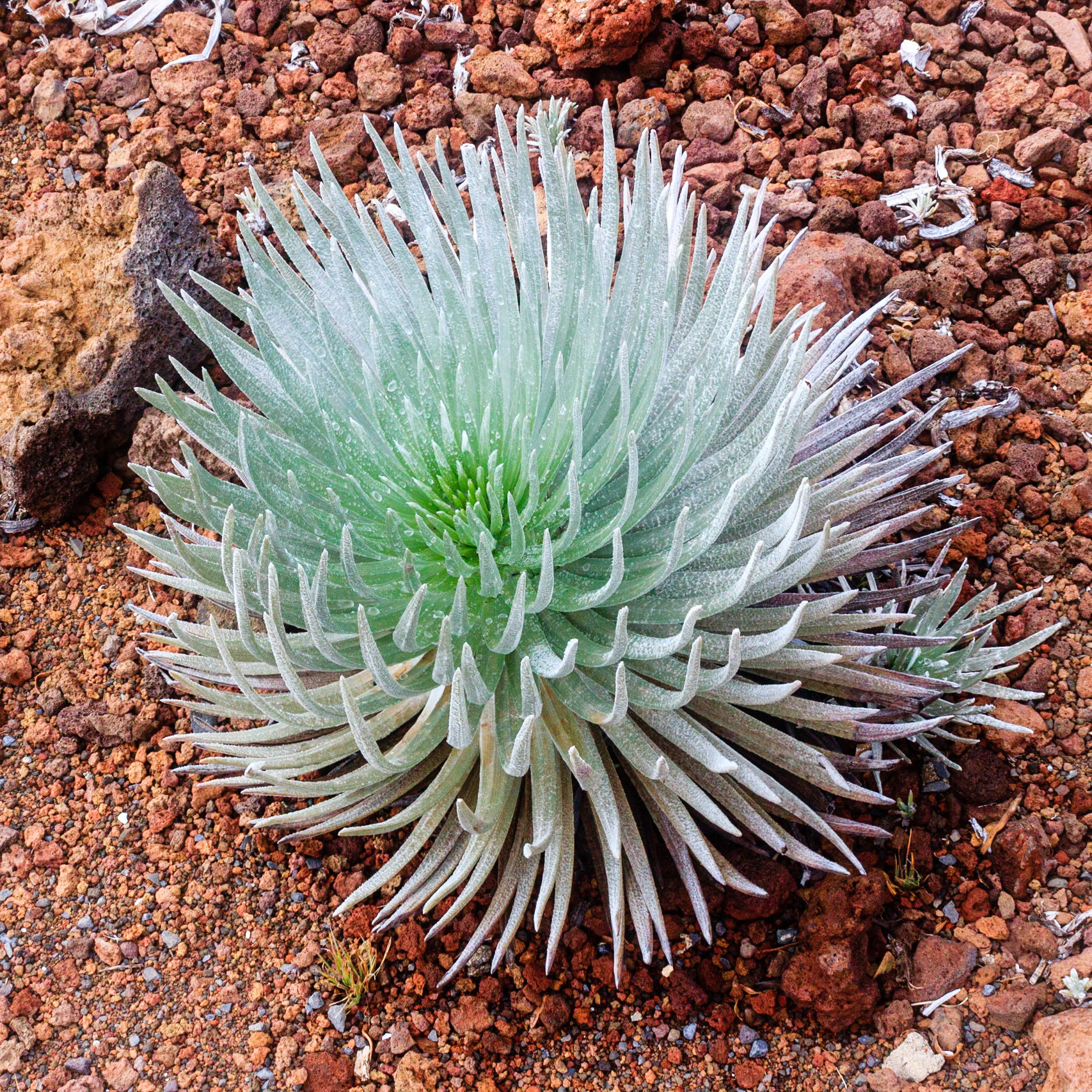 Silversword