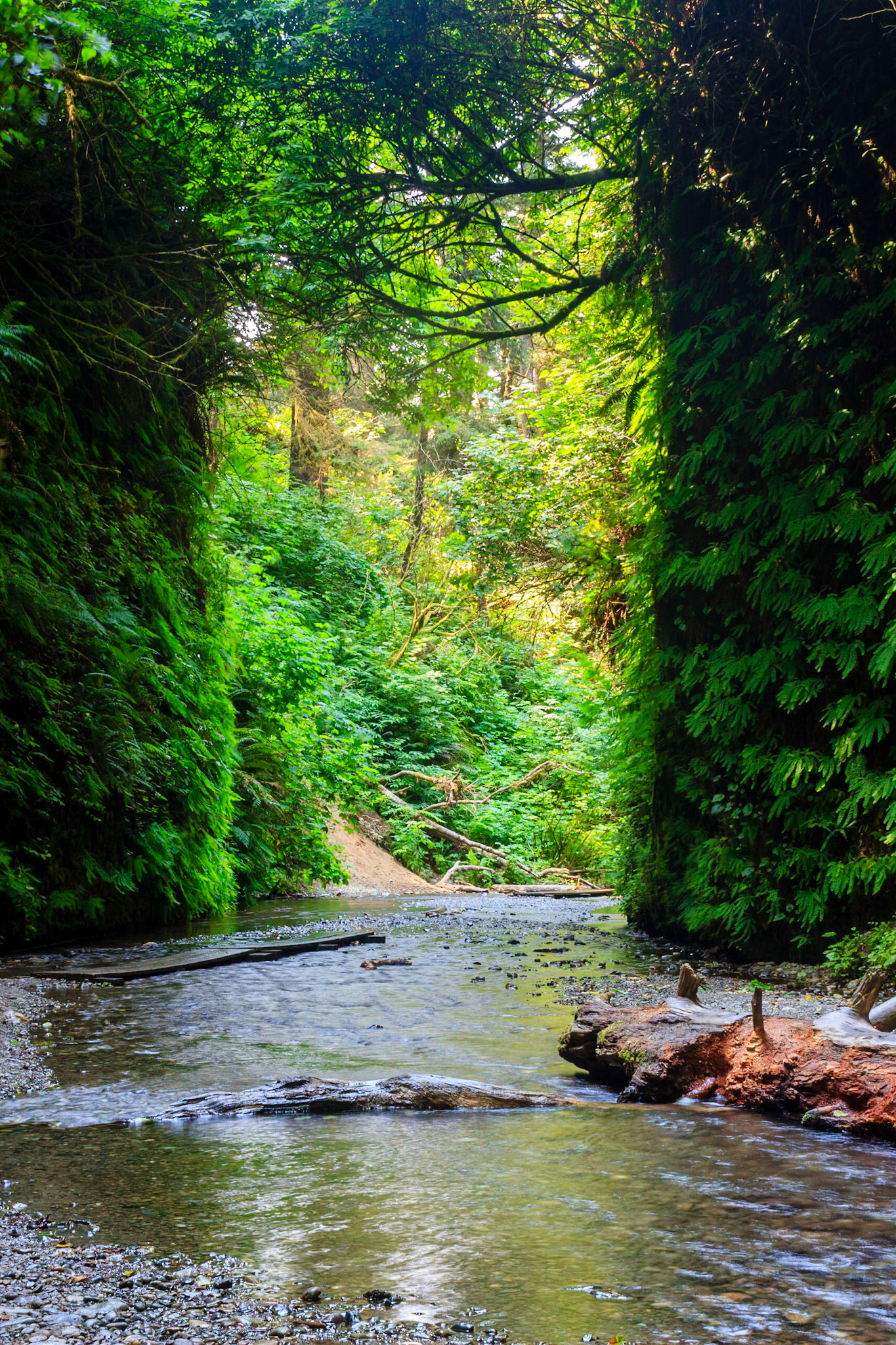 Fern Canyon