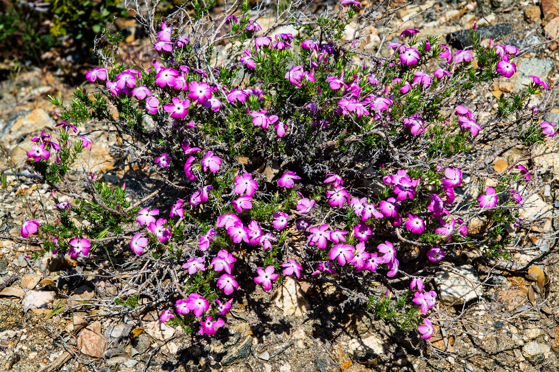 Wildflowers on Josephine Peak Trail