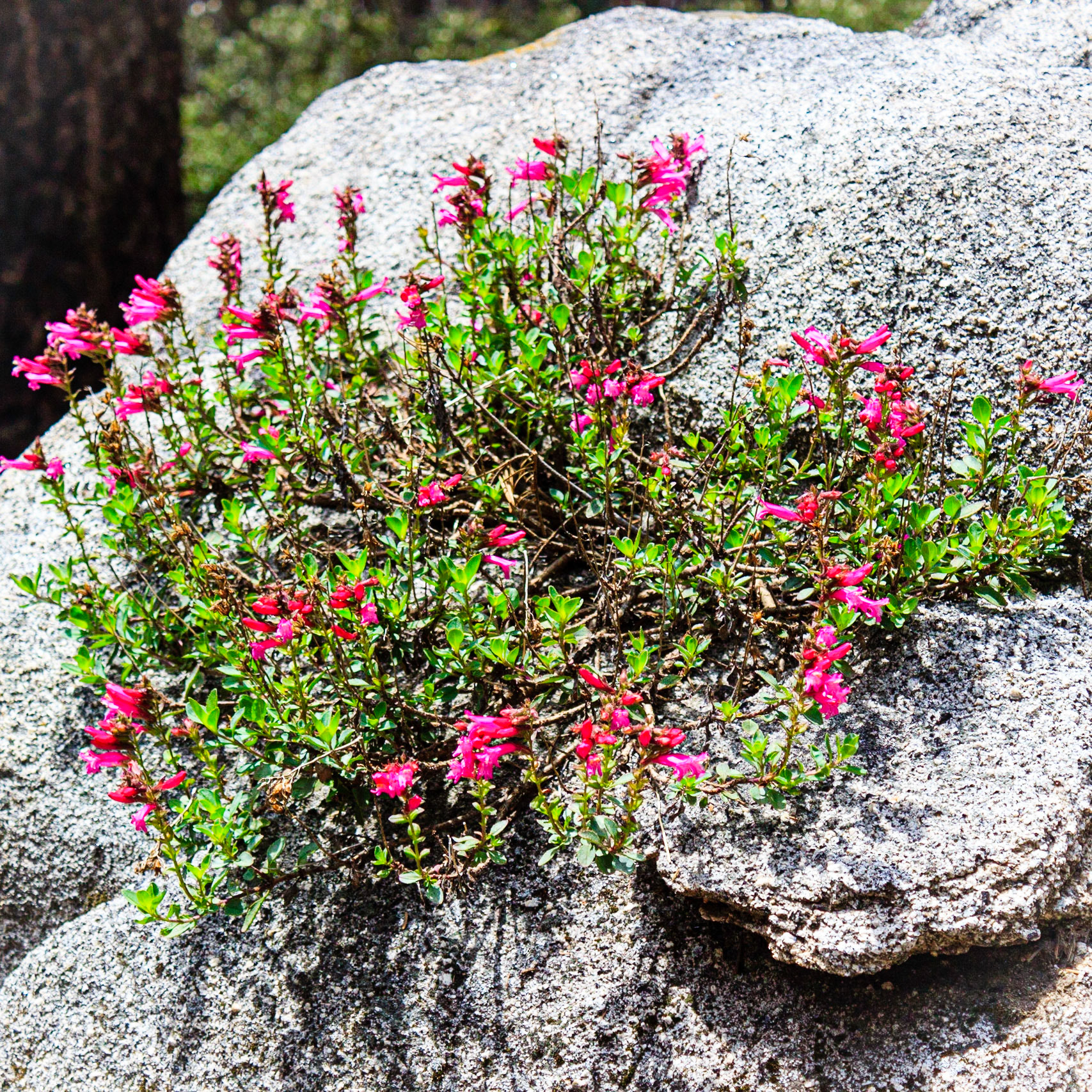 Wildflowers on the Alta Trail
