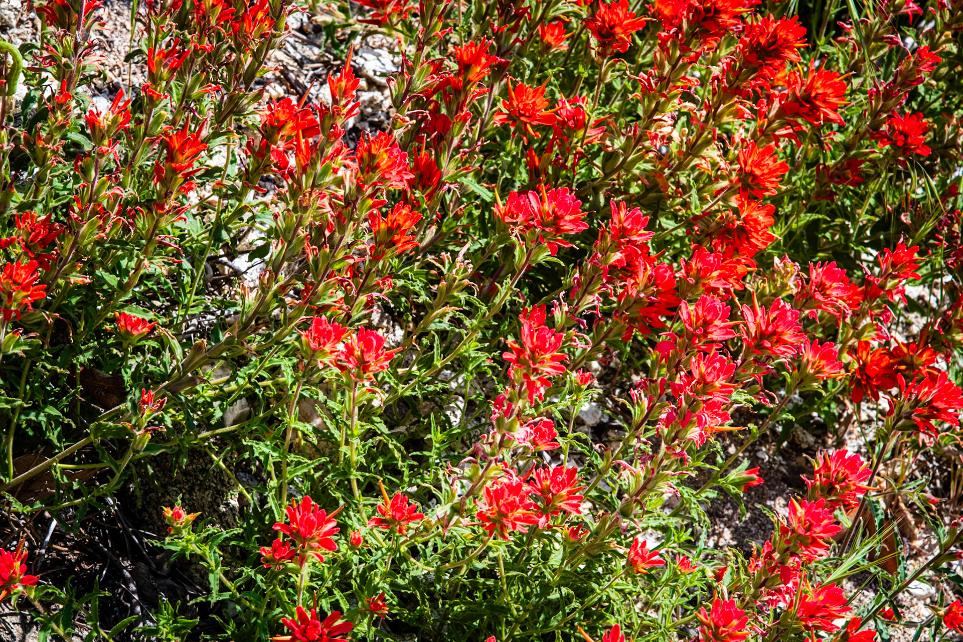 Wildflowers on Josephine Peak Trail