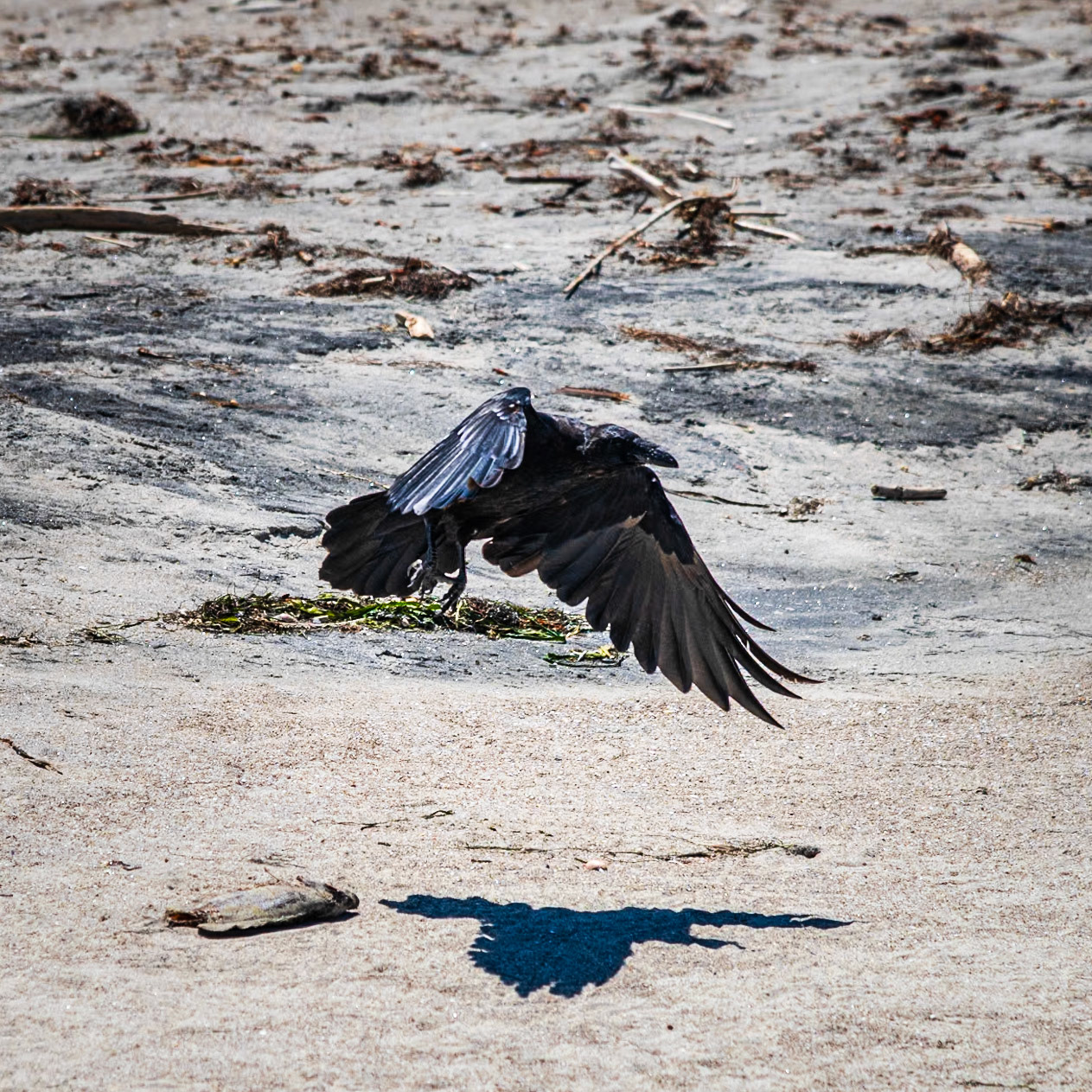 Raven