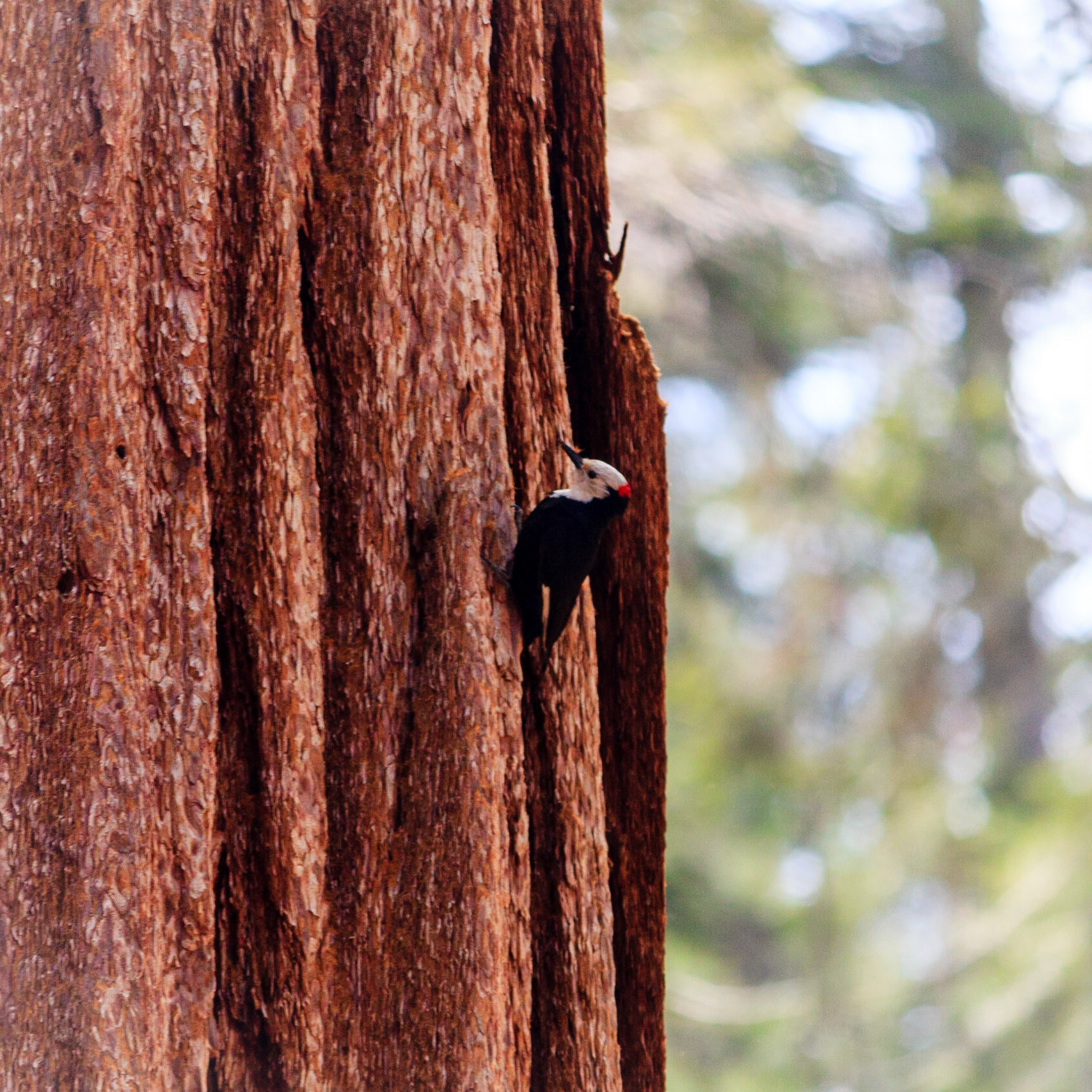 Woodpecker on Sequoia Tree