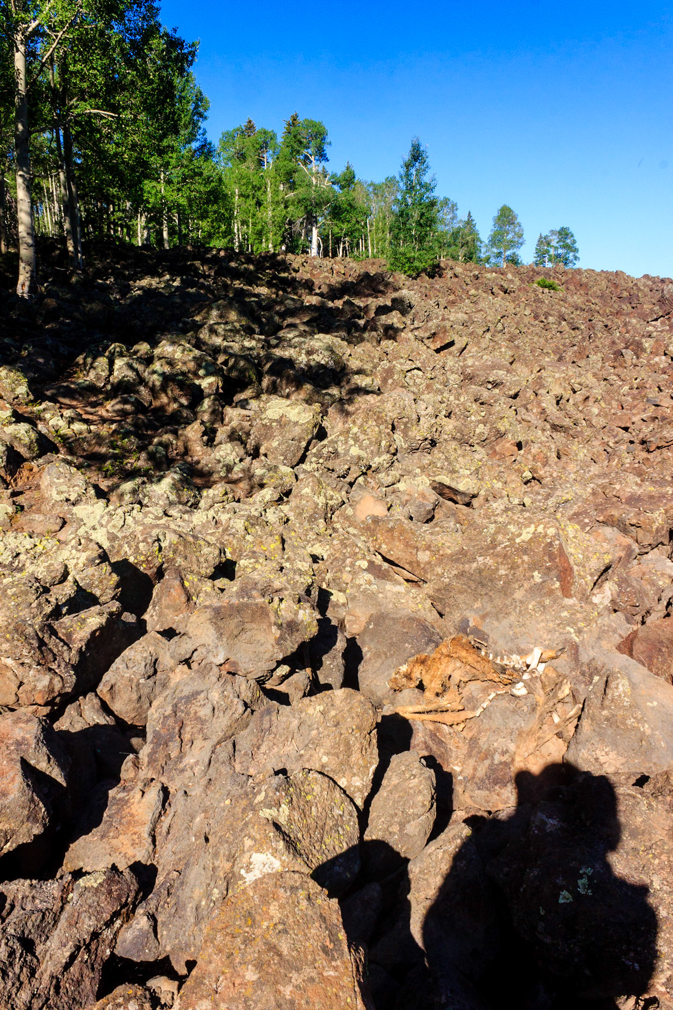 Old Lava Field in Dixie National Forest