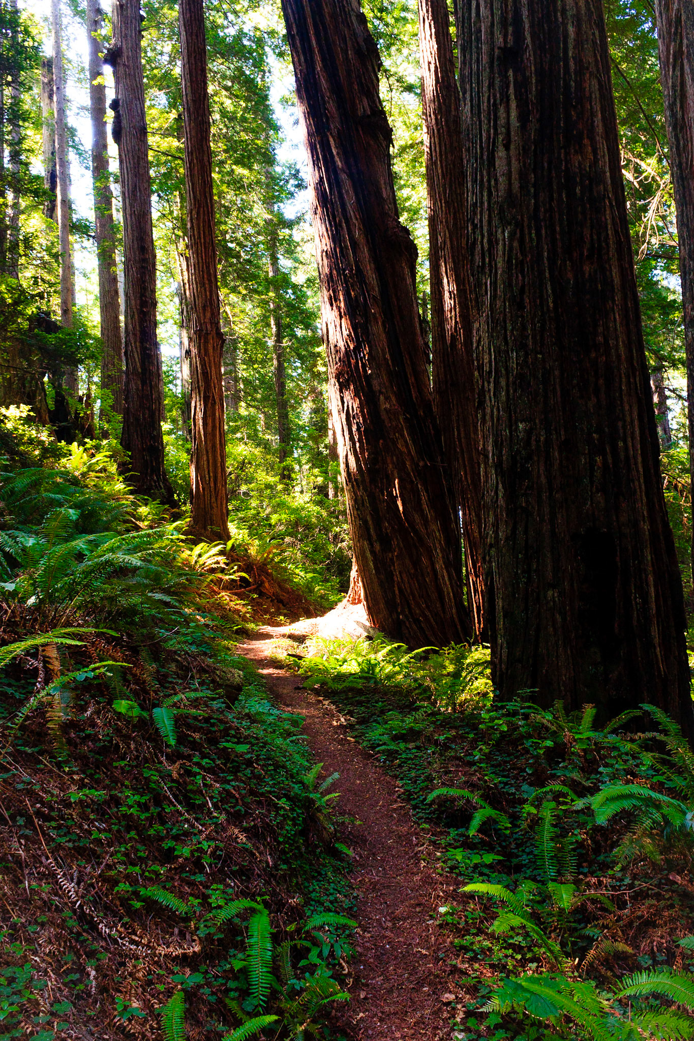 Prarie Creek Redwoods State Park