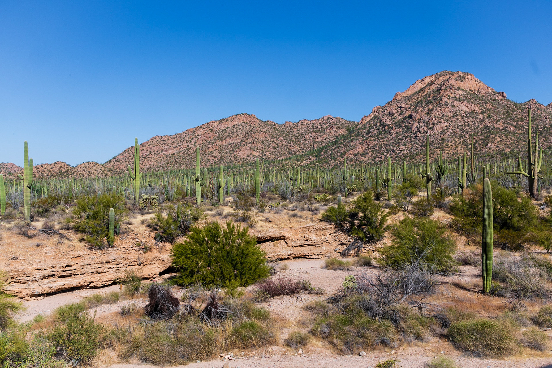 Behind Red Hills Visitor Center
