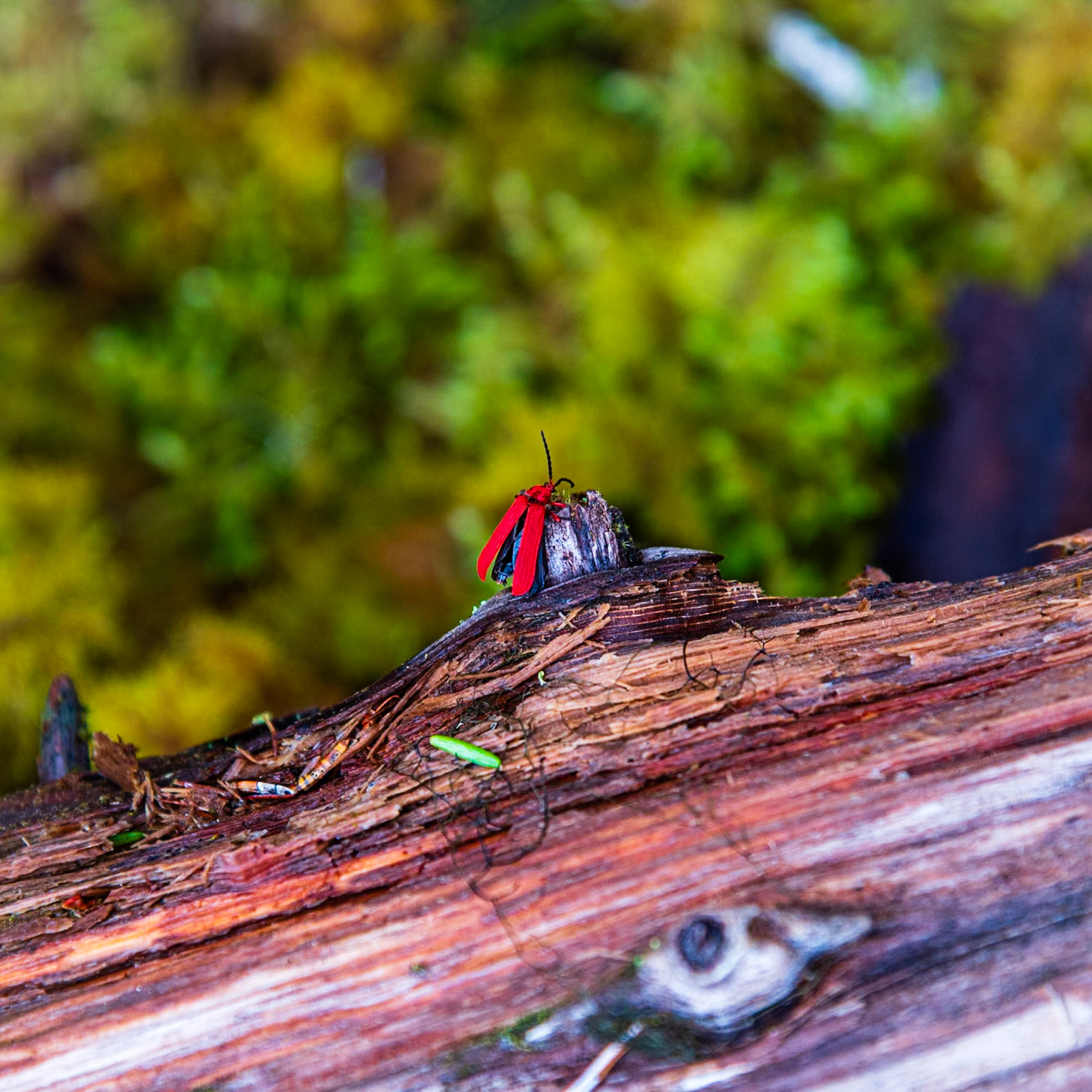 Cool bug.