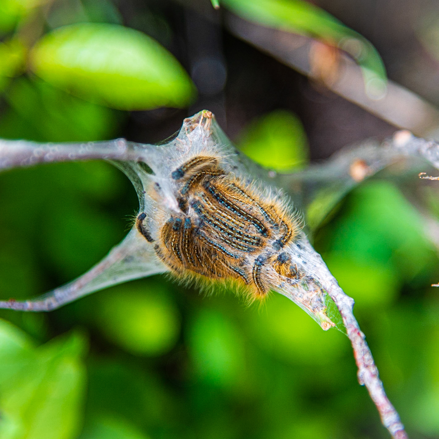 Catepillars