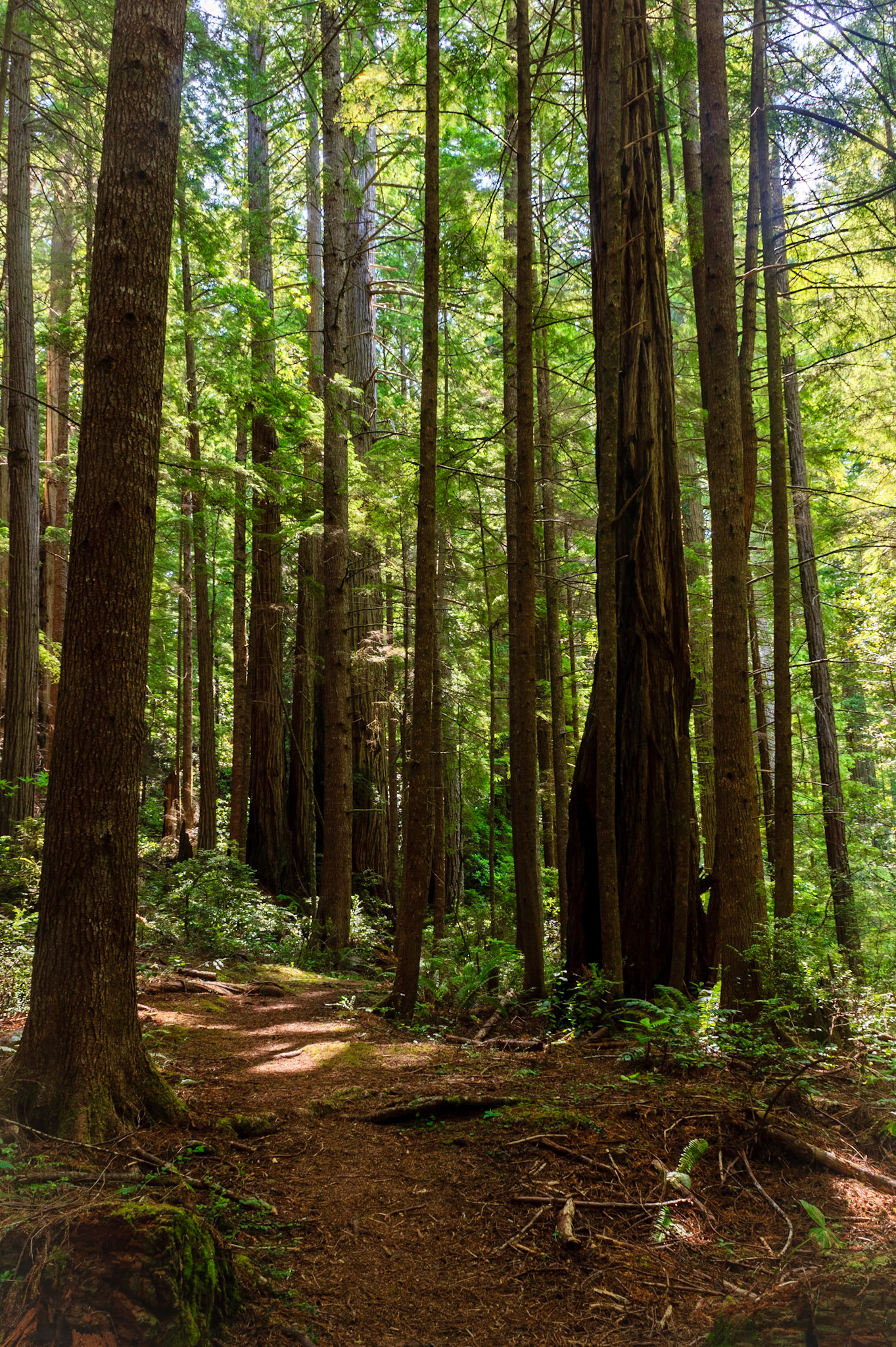 Prarie Creek Redwoods State Park