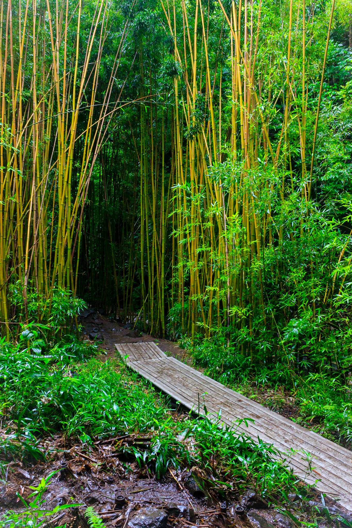 Bamboo Forest