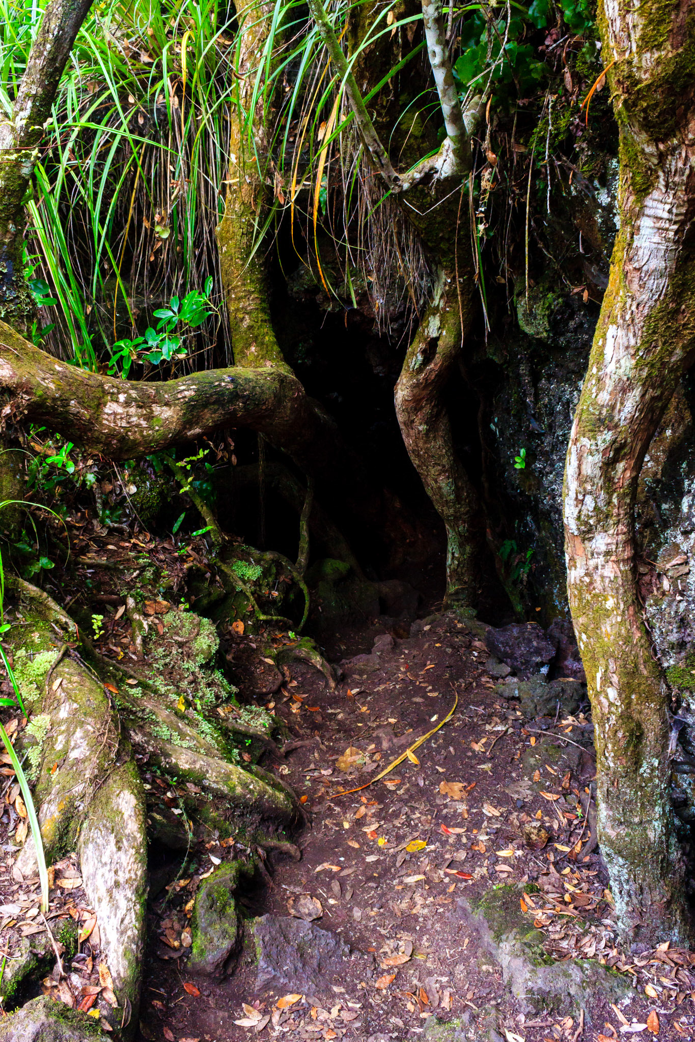Lava caves on Rangitoto Island.
