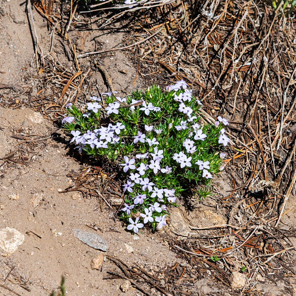 Flowers along the trail.