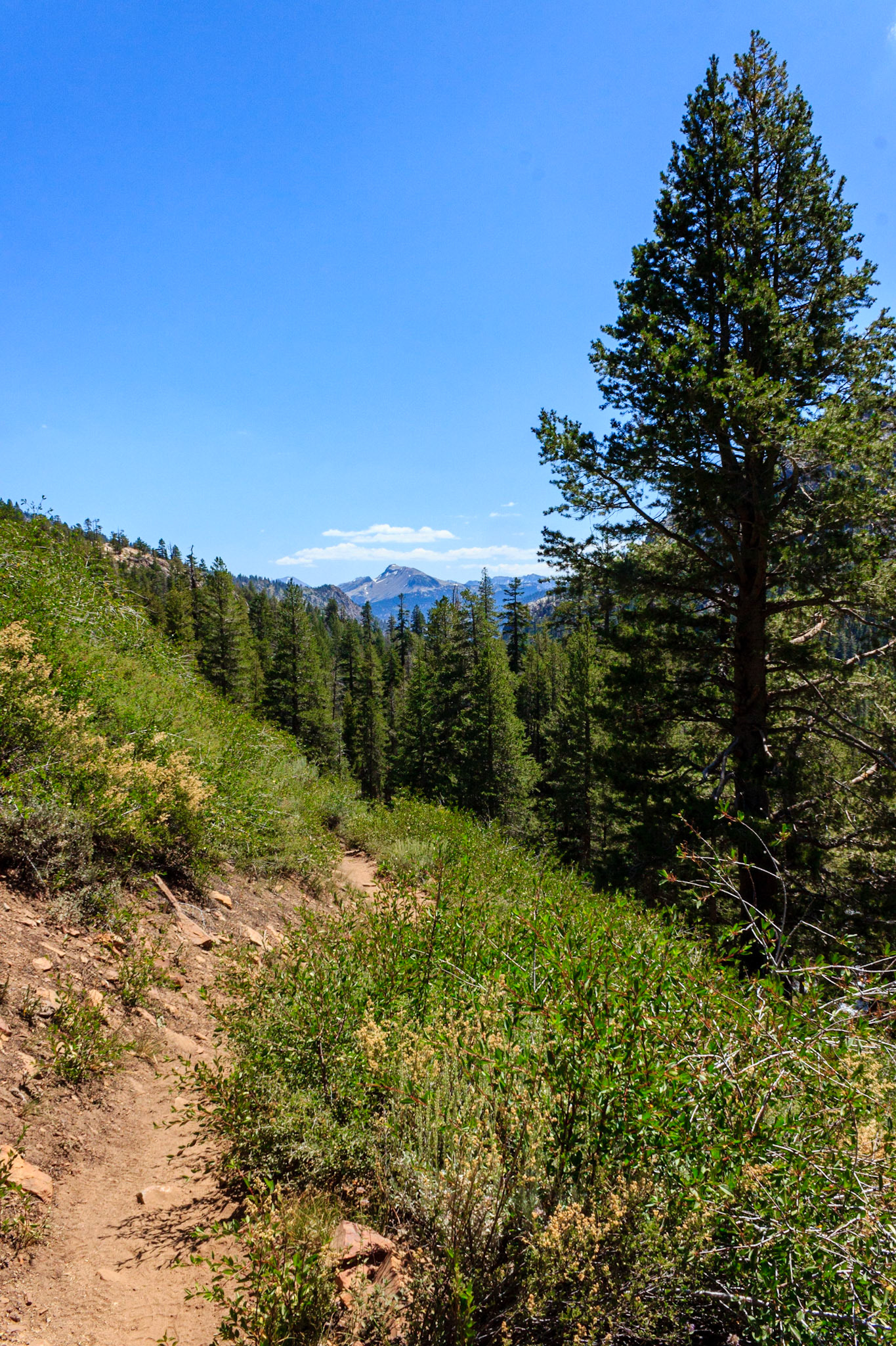 Mammoth Mountain