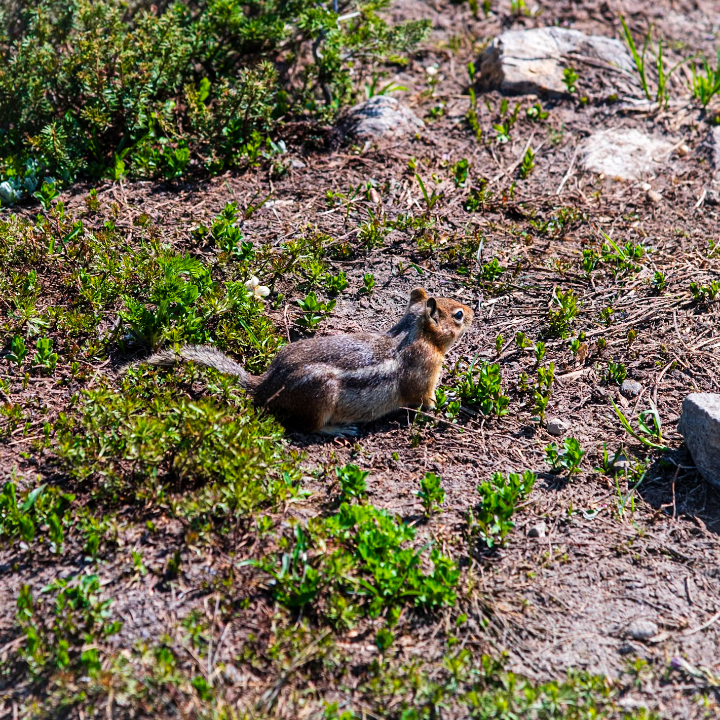 Wildlife on Skyline Trail