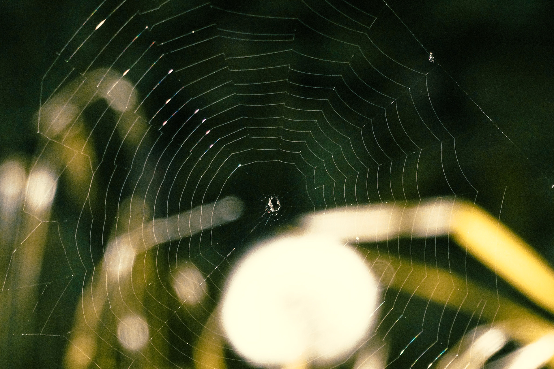 Momento Kori - Lens on a Living World
