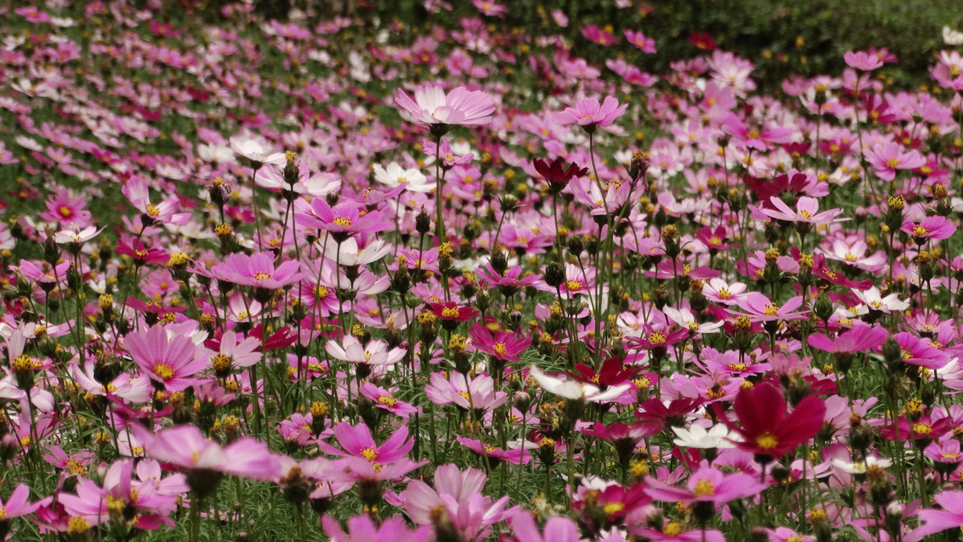 Butterfly Playground