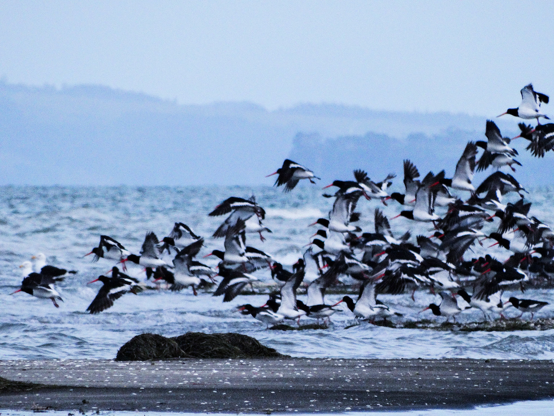 In-Formation - National Geographic