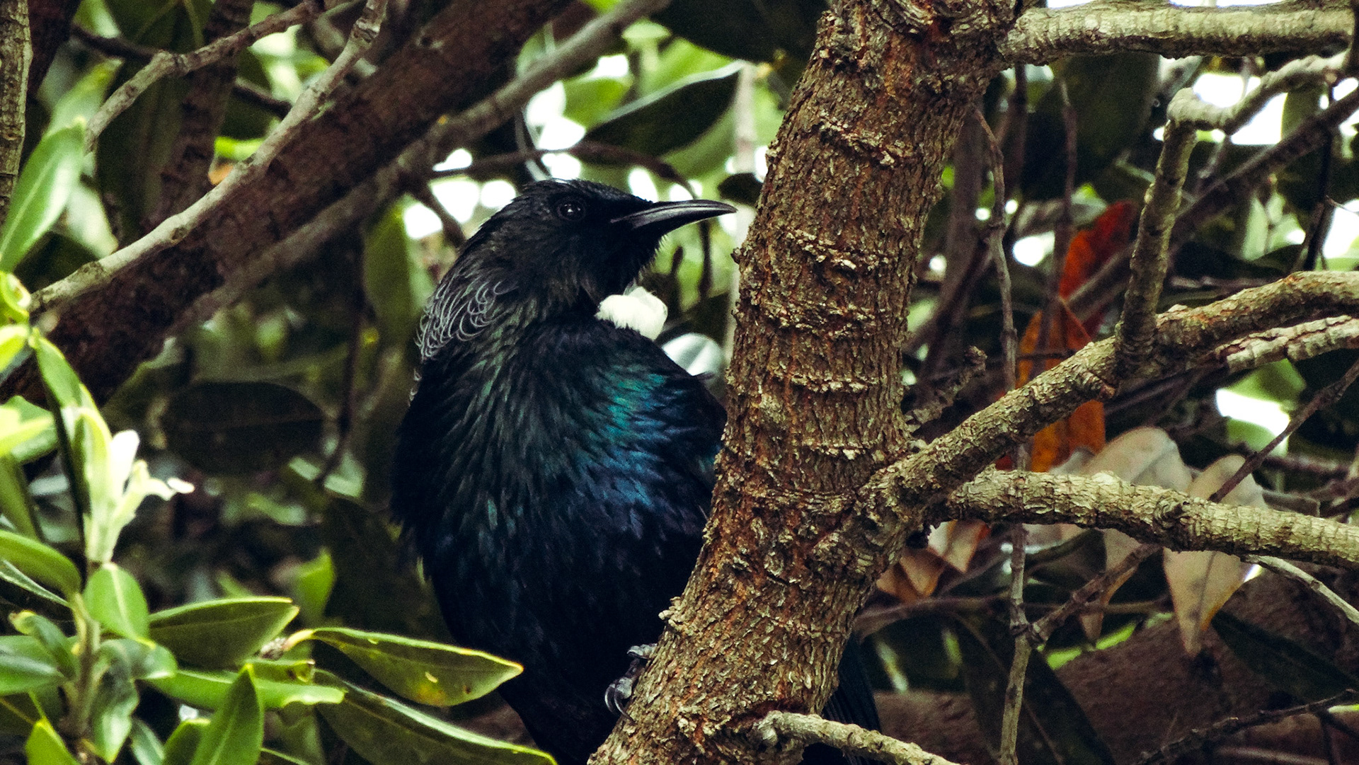 Te Whangatui a Tara