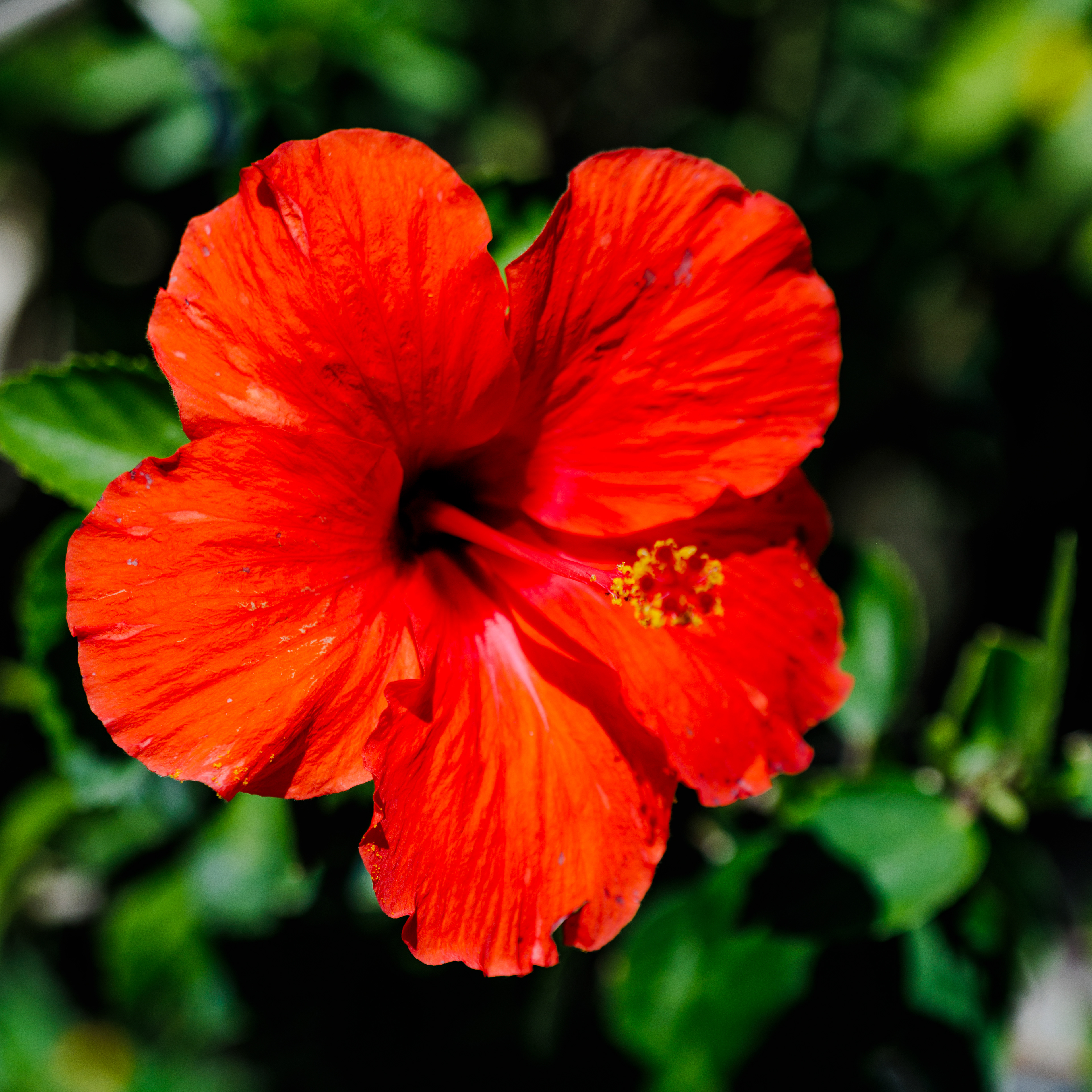 Hibiscus (Kembang Sepatu)