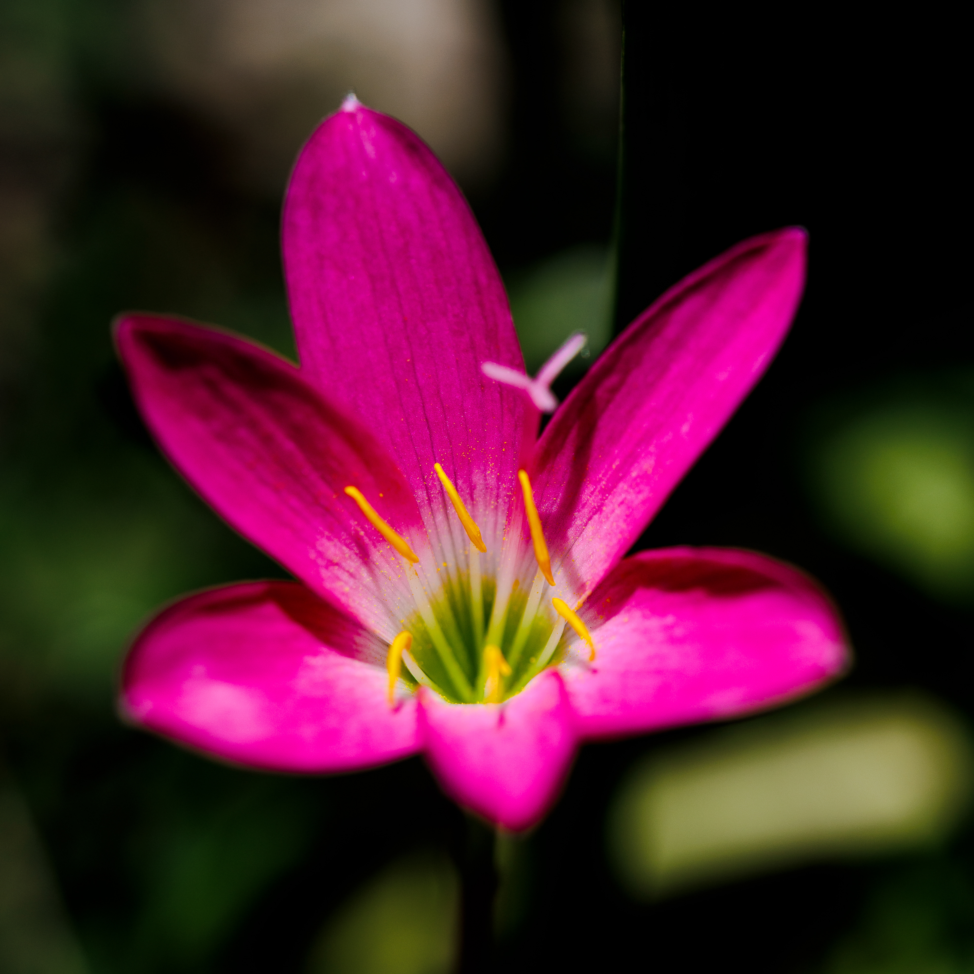 Pink Rain Lily (Lili merah jambu)