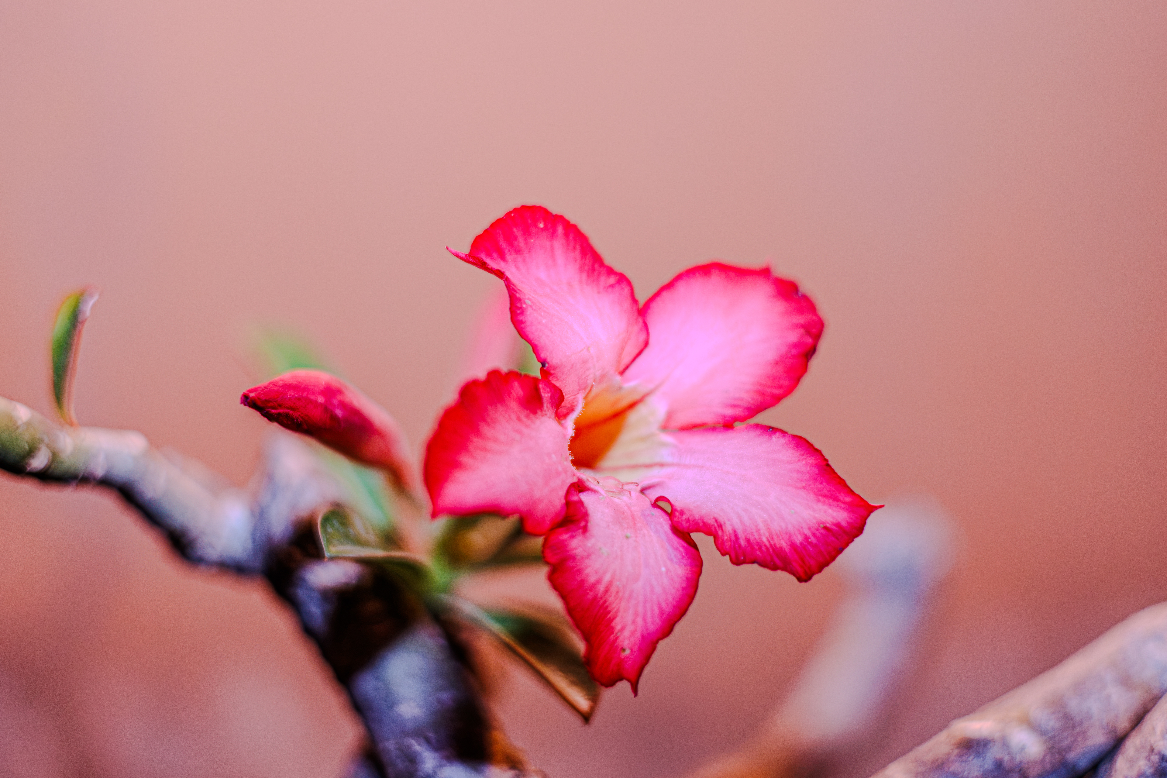 Adenium (Kamboja Jepang)