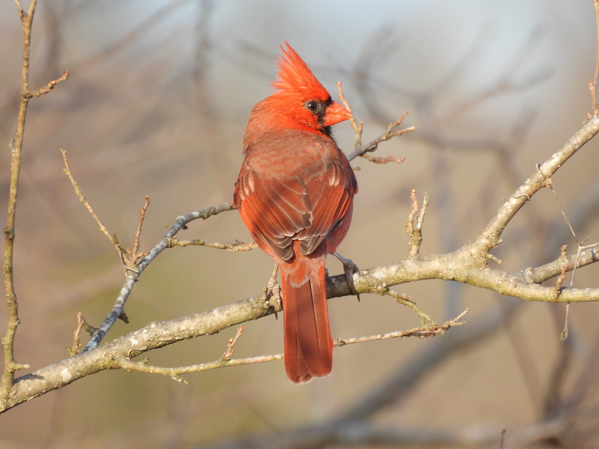 Cardinal