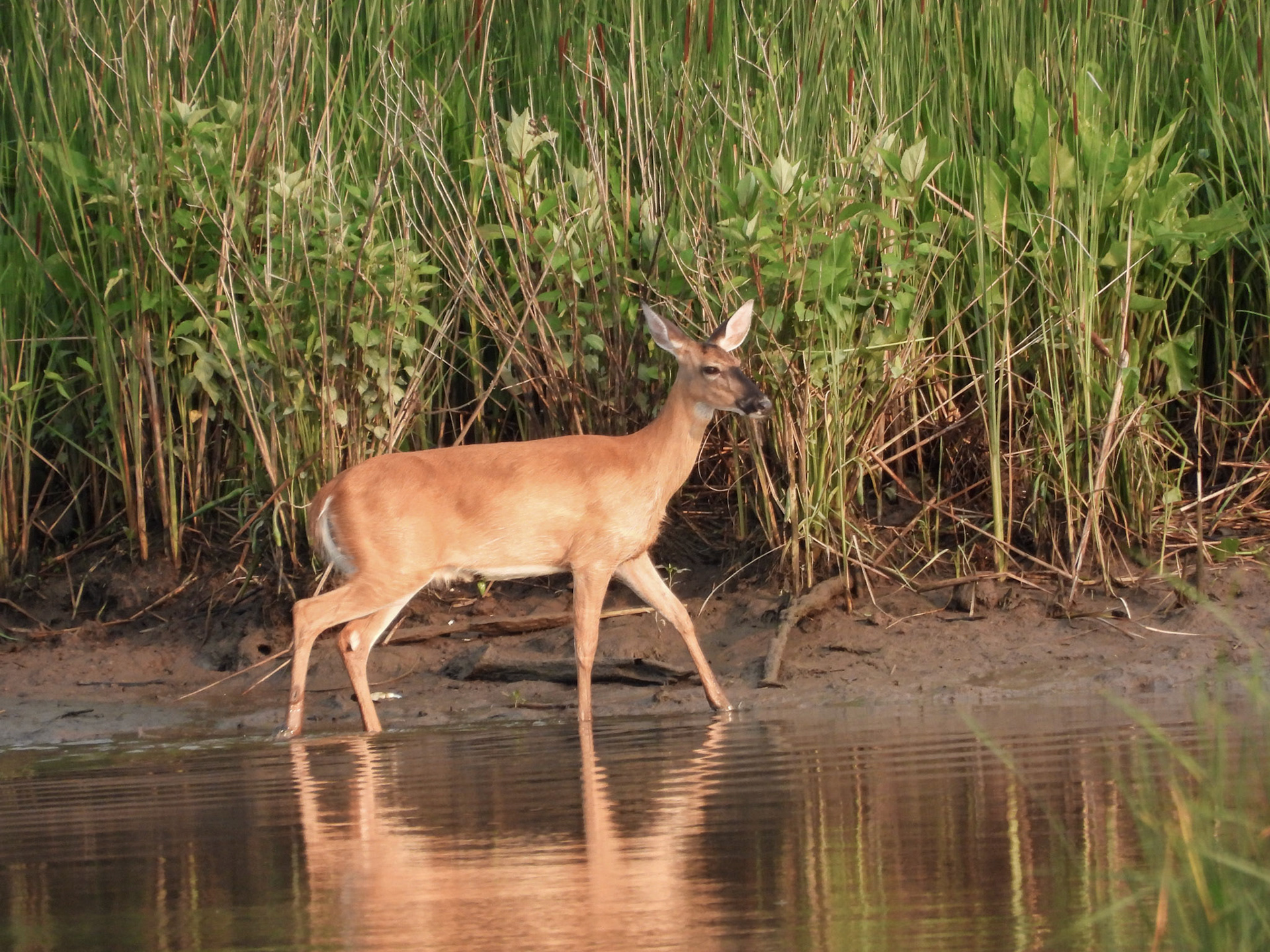 A White-Tailed Deer navigates the marsh.