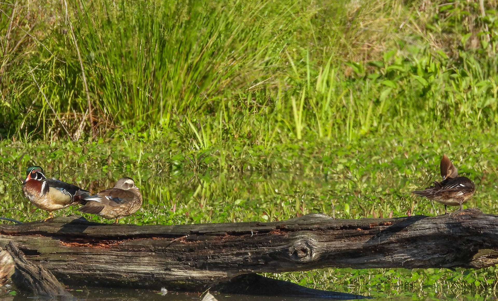 A Wood Duck pair with a female Hooded Merganser.