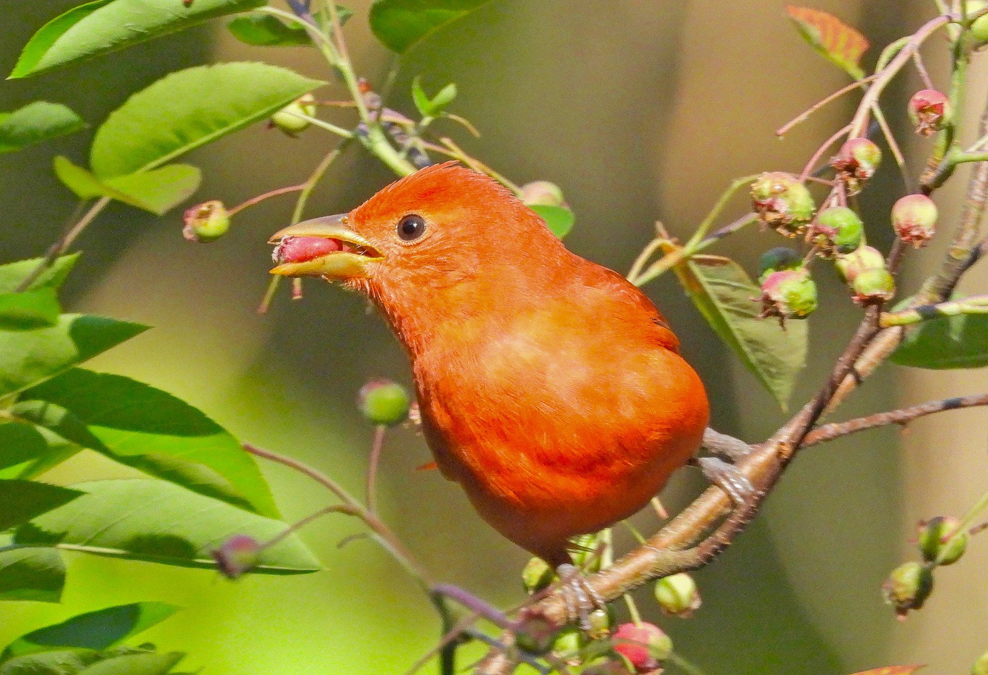 Summer Tanager in a Serviceberry bush.