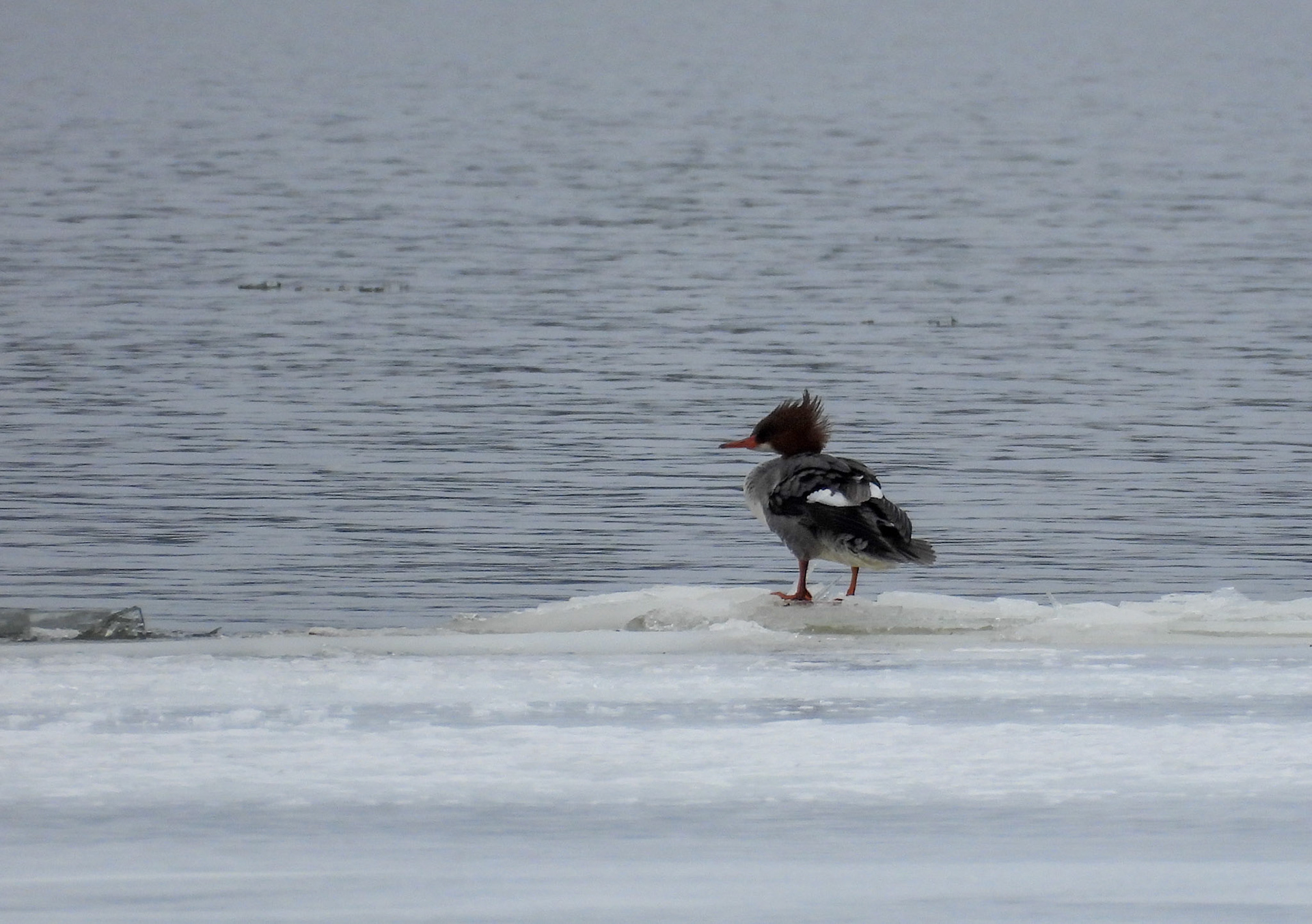Common Merganser