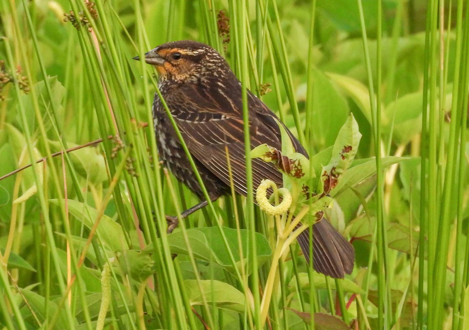 Red-Winged Blackbird (Female)