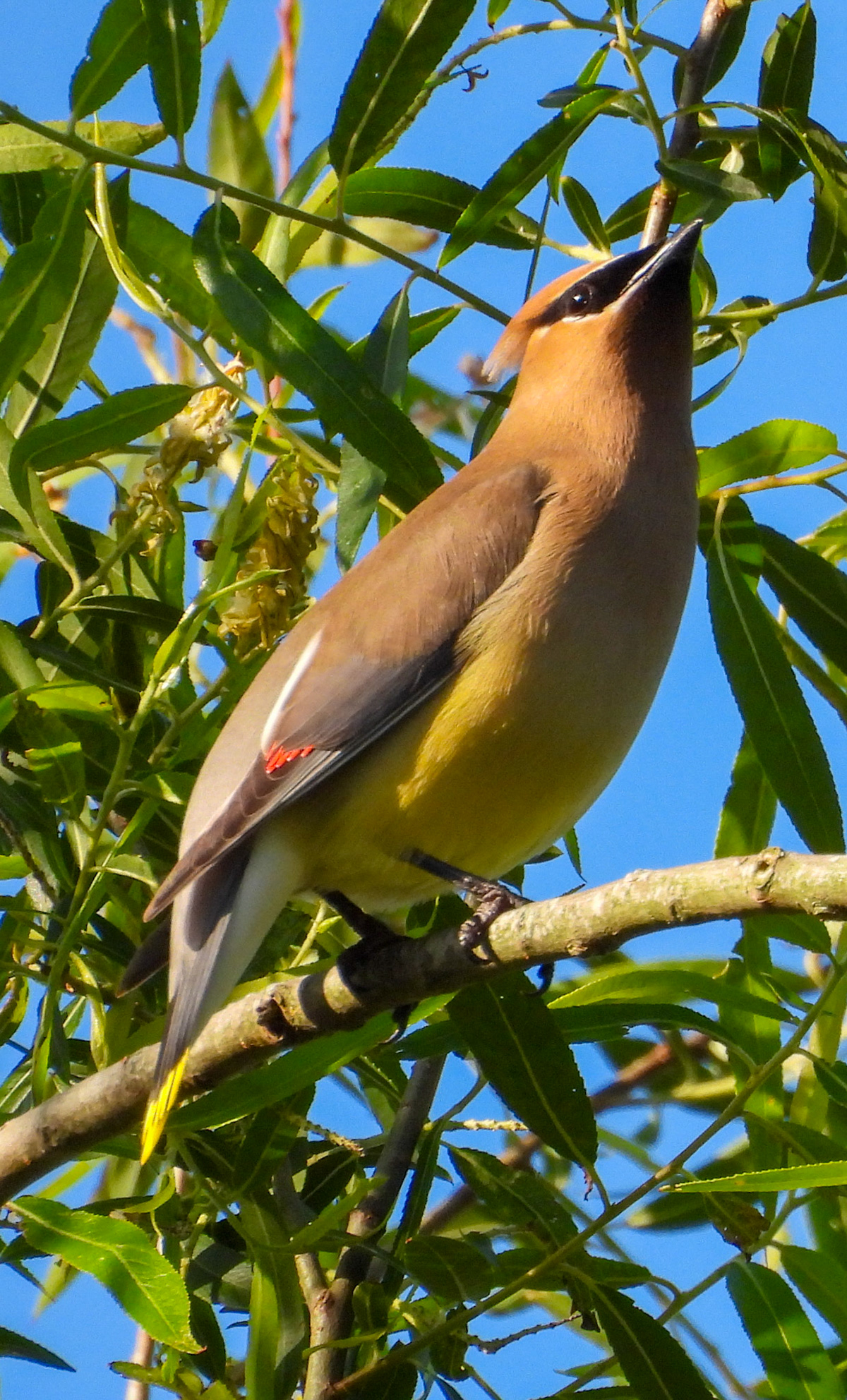 Cedar Waxwing