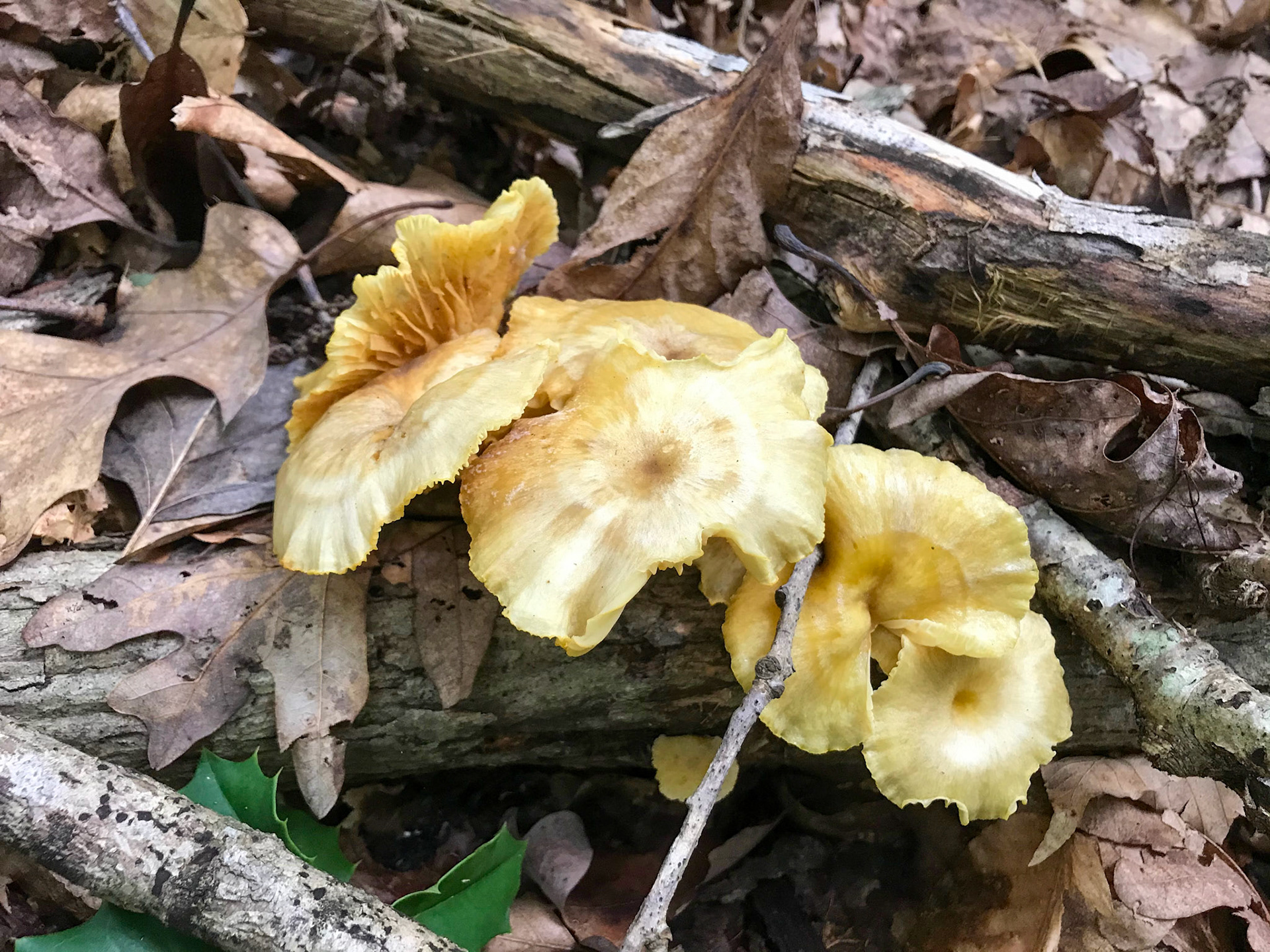 Prince William Forest Park, Virginia