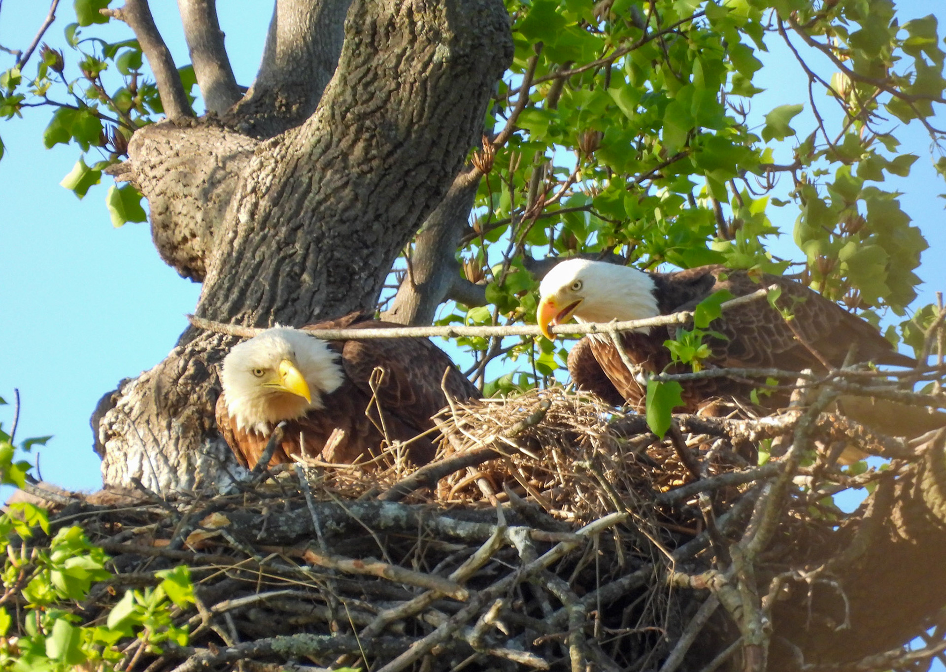 April 8 - Nest maintenance.