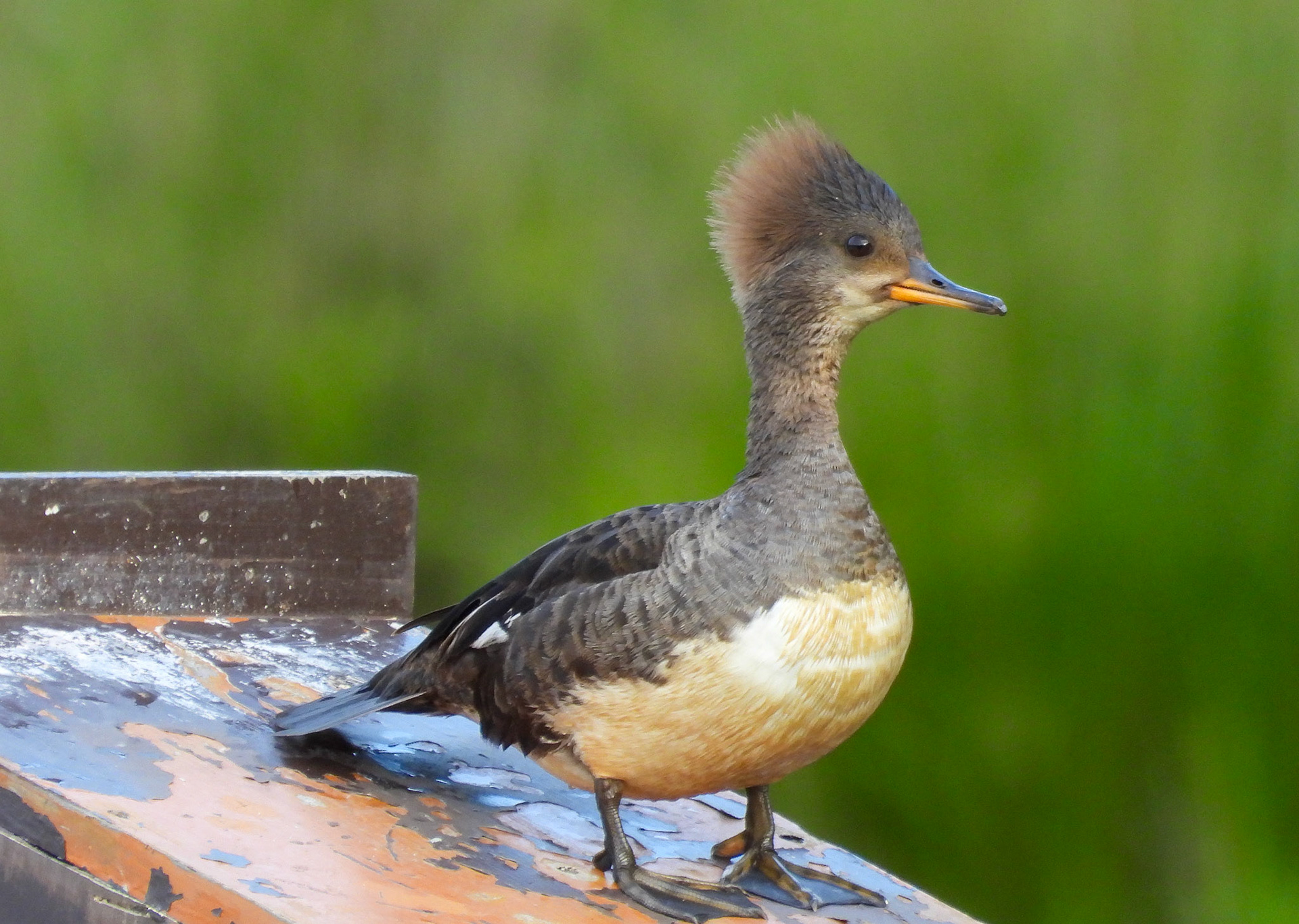 Hooded Merganser female