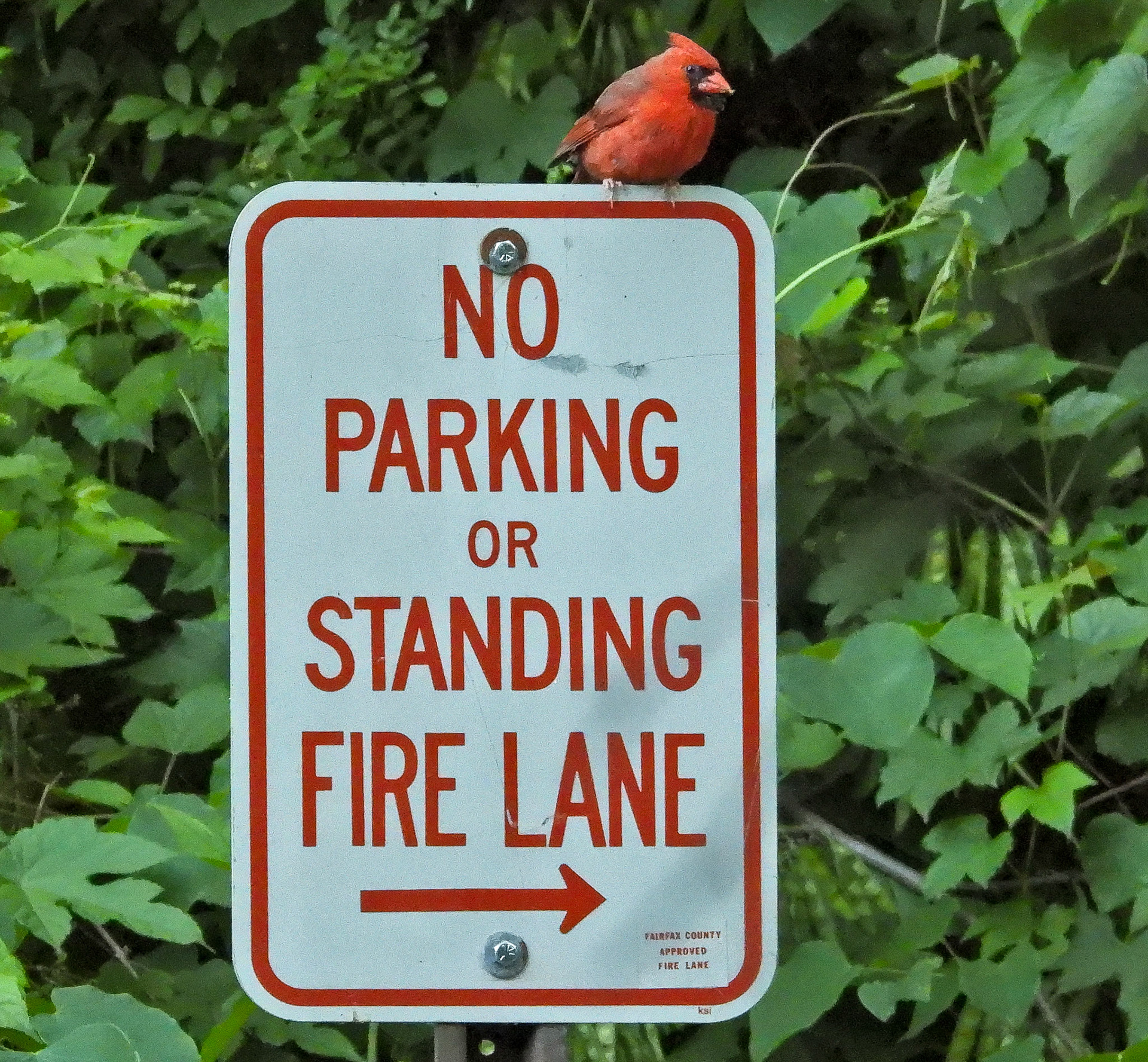 Northern Cardinal