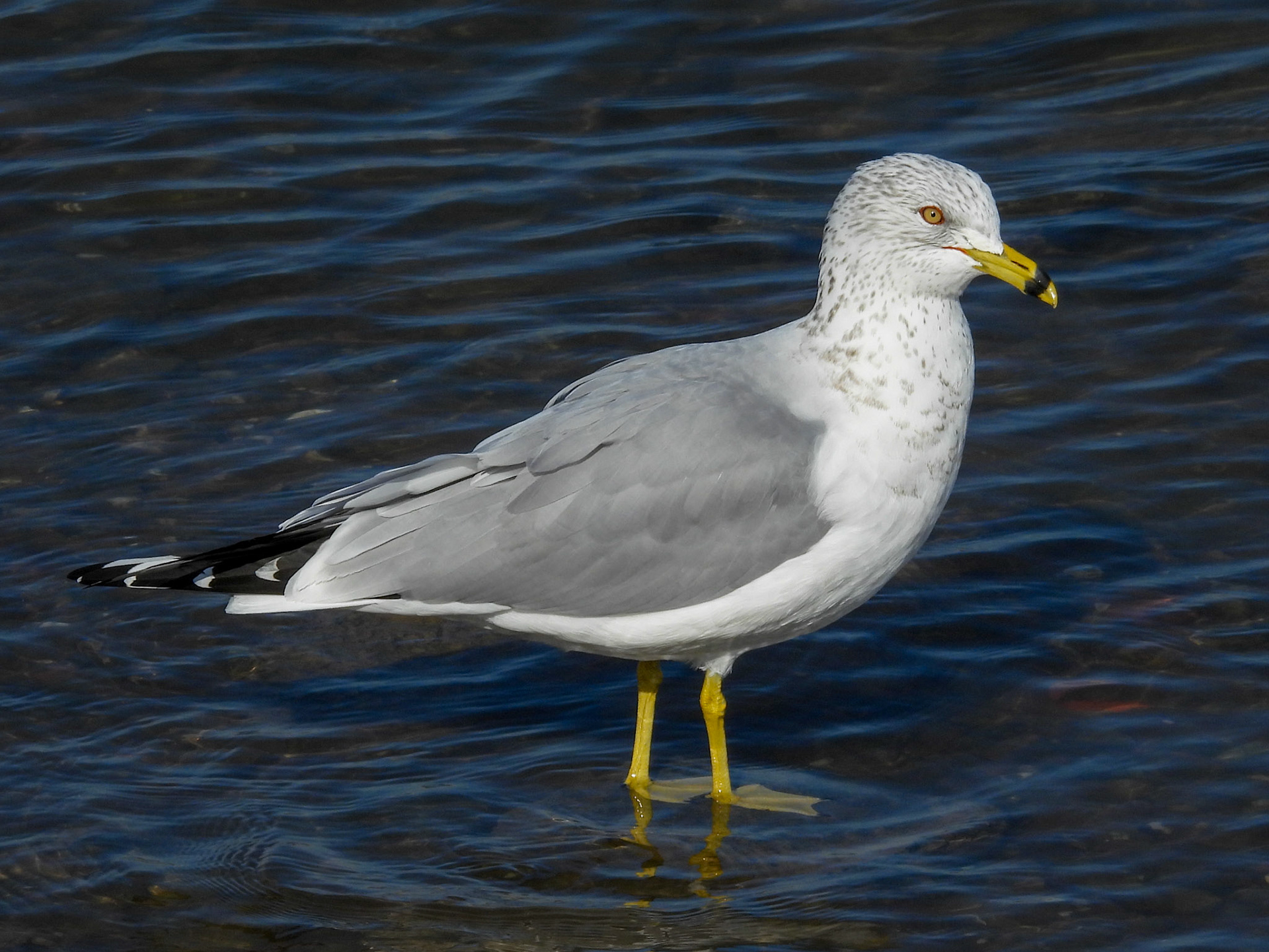 Ring Billed Gulls winter as far as south as Mexico and the Caribbean, but also stay in  coastal regions as far north as New England and British Columbia, where more moderate temperatures and scavenging opportunities from human sources are attractive.