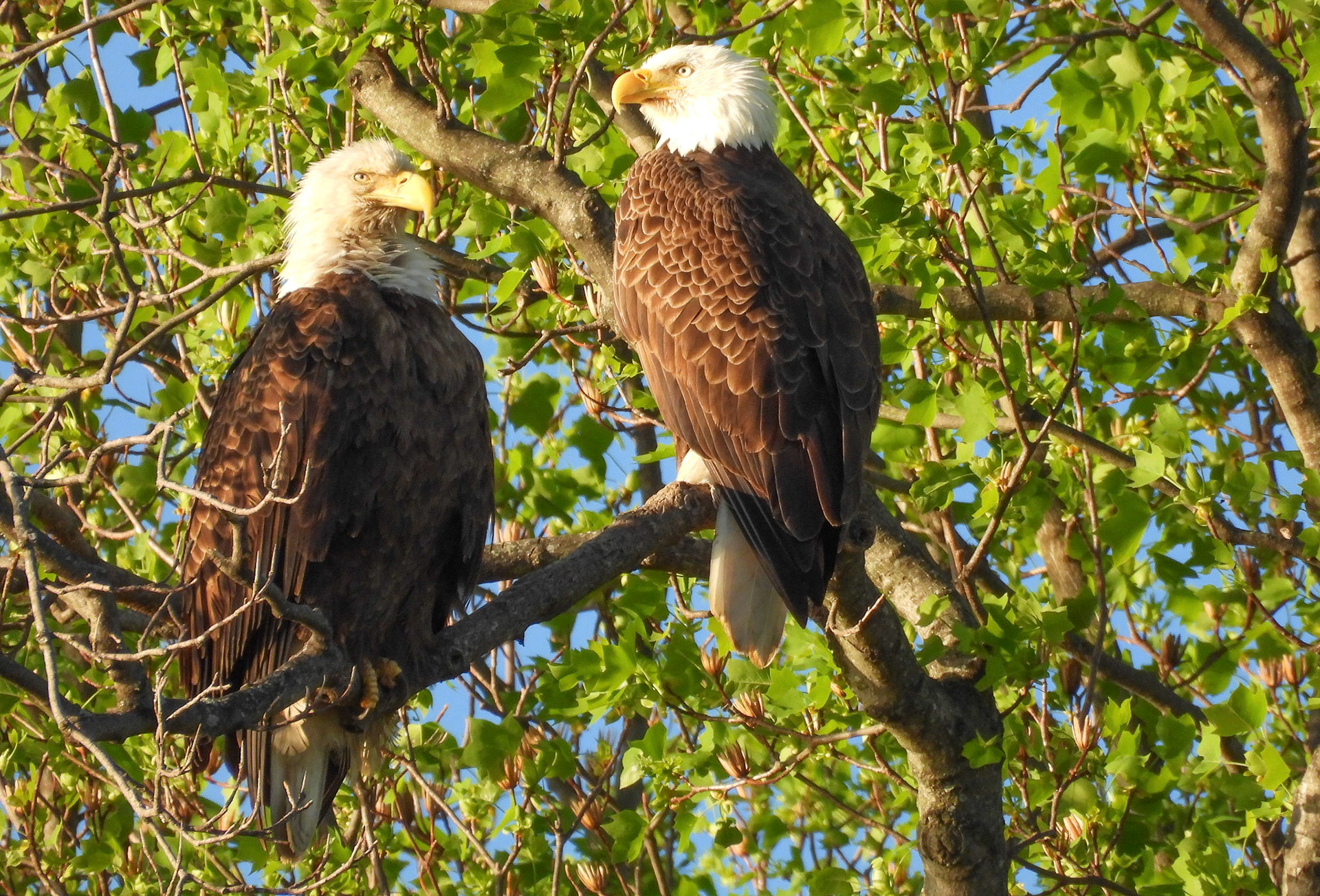 April 6 - the parents take some time away from the nest.  Females are 20-30% larger than males.