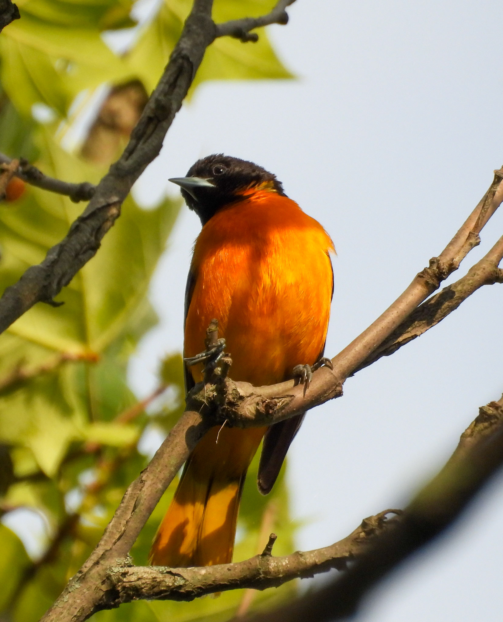 Baltimore Oriole