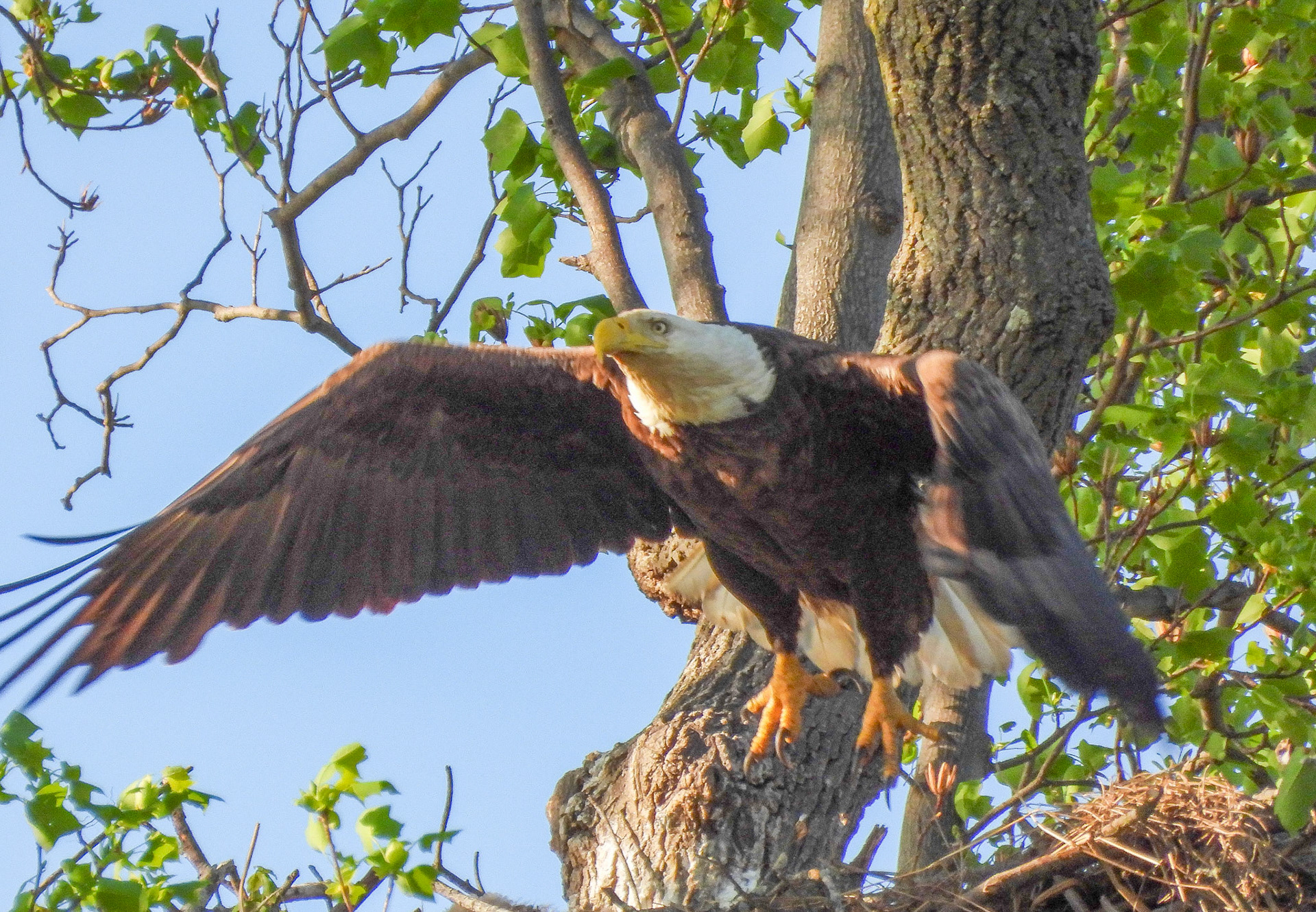 ...followed by the female.