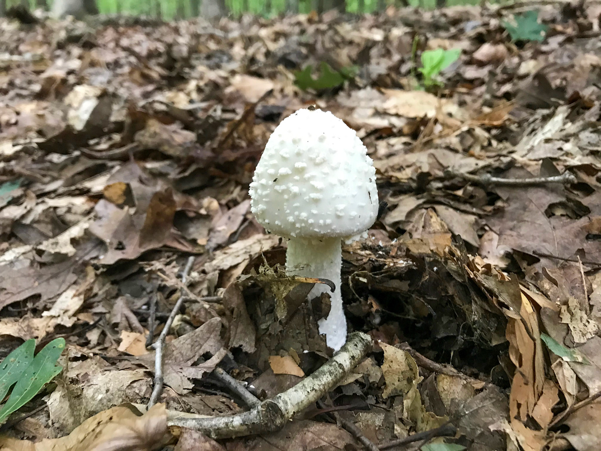 Genus Amanita - Prince William Forest Park, Virginia